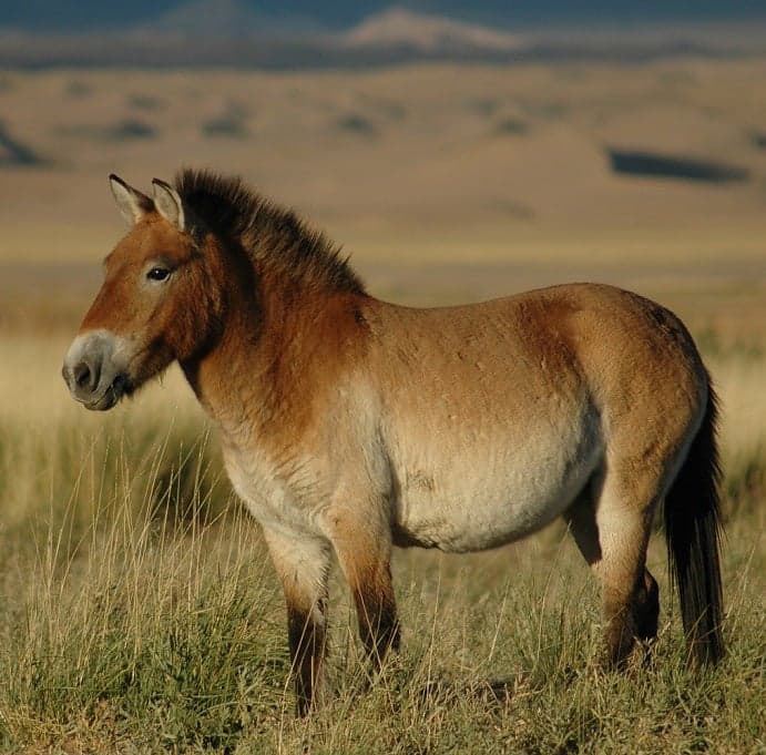 A stocky Przewalski's horse with a stiff upright mane on the Mongolian steppe