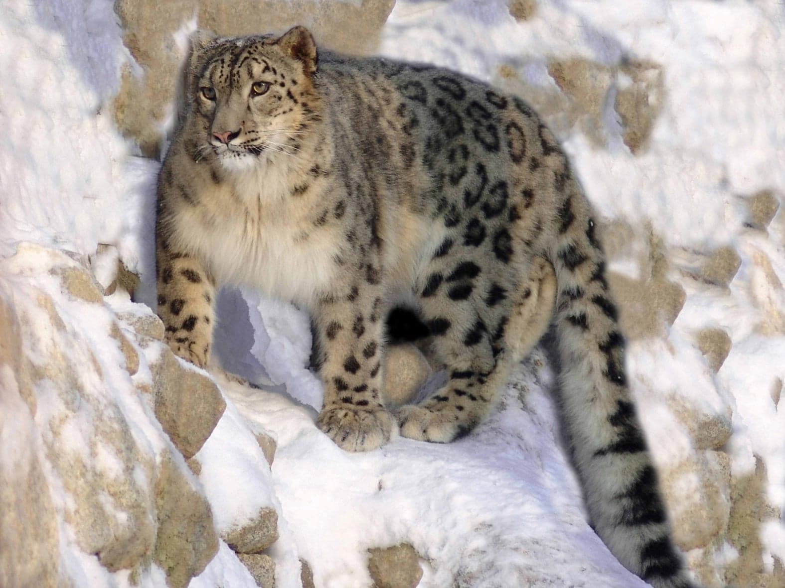 A snow leopard with thick spotted fur resting on a rocky mountain ledge