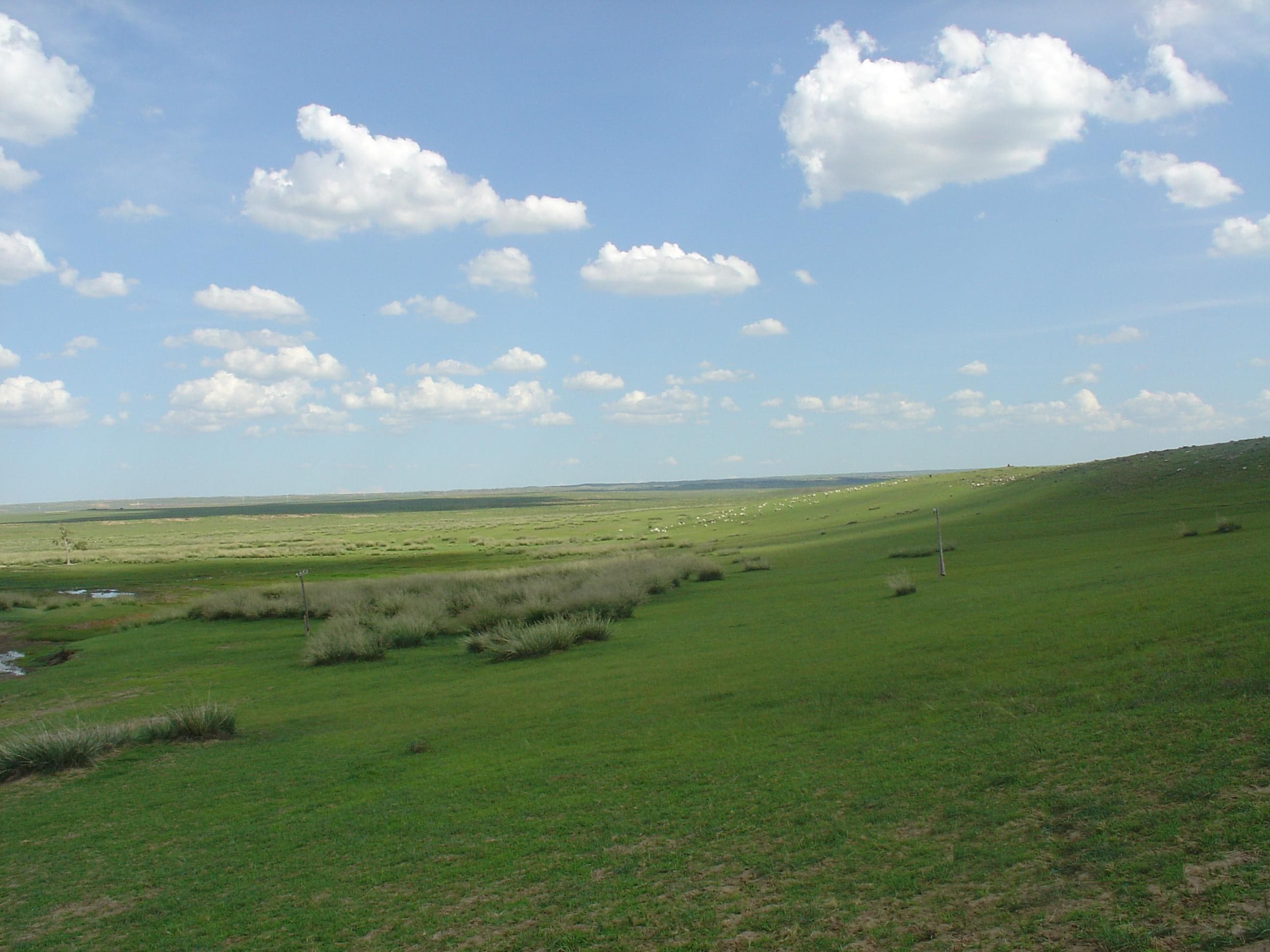 A vast green Mongolian steppe stretching to the horizon with a blue sky