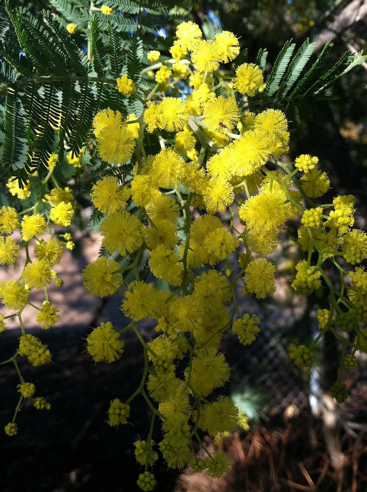 Branches covered in bright yellow mimosa flowers against a blue sky with the sea in the background