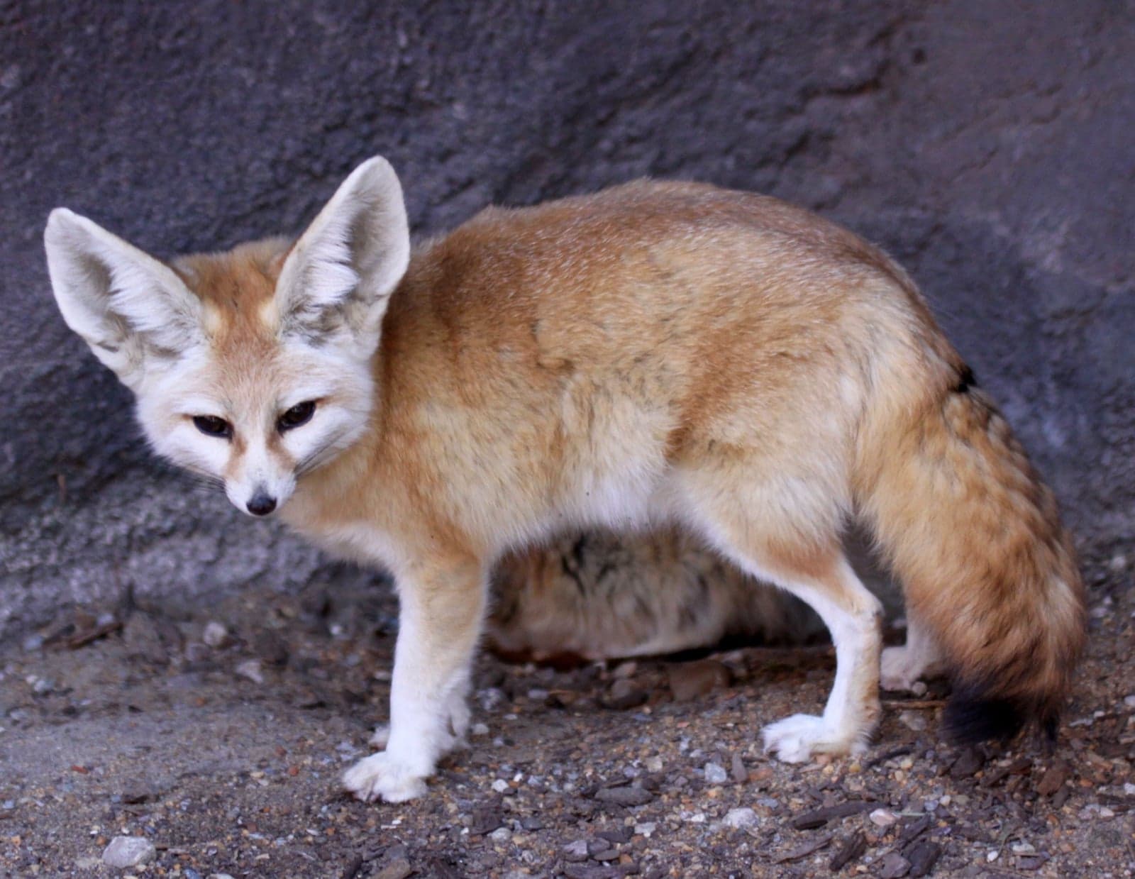A small fennec fox with very large ears peeking out of a sandy burrow