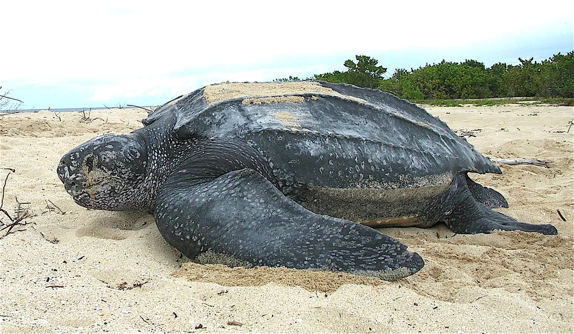 A large leatherback sea turtle making its way across a beach at night