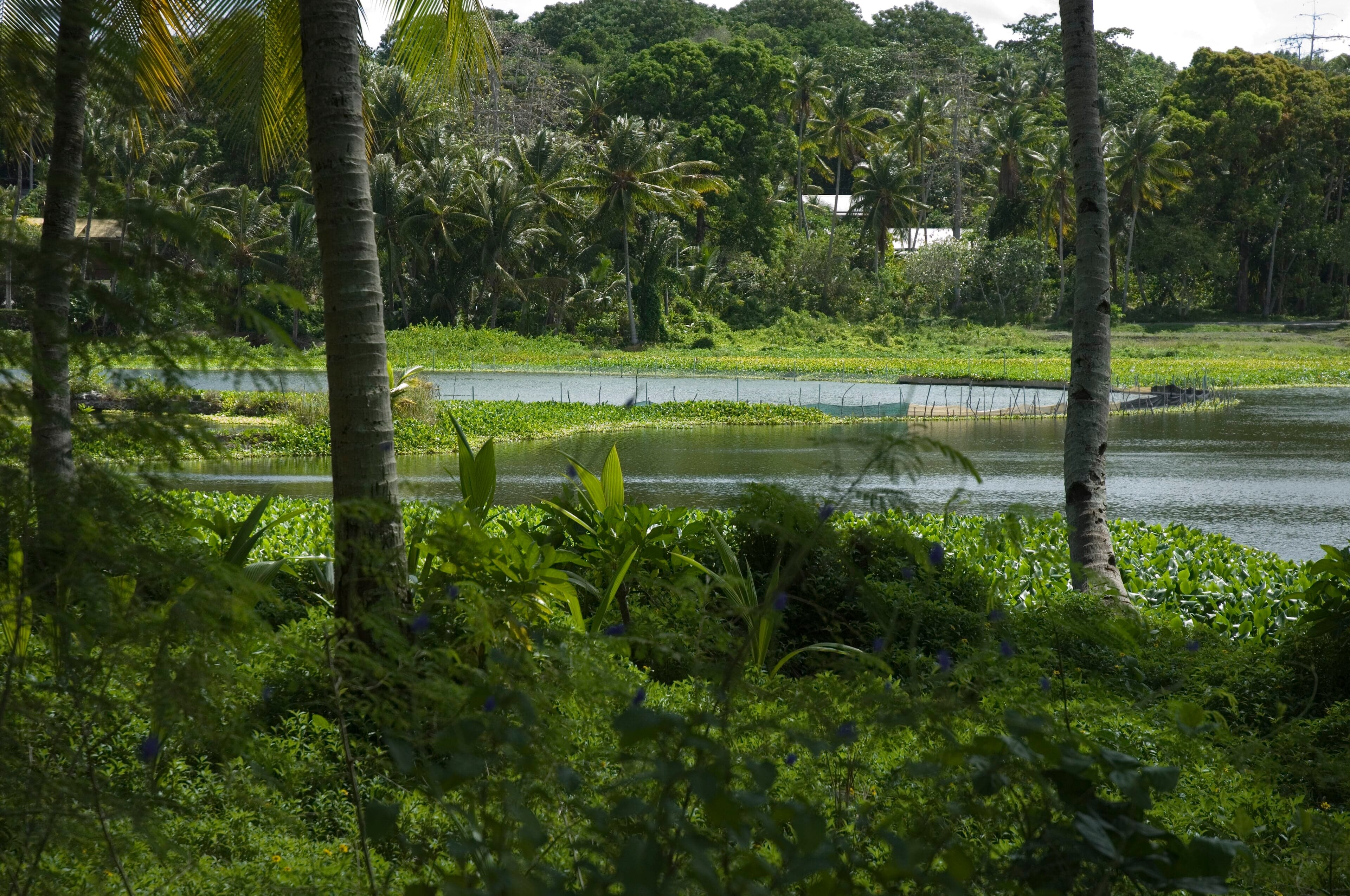 Buada Lagoon surrounded by lush green trees in the interior of Nauru