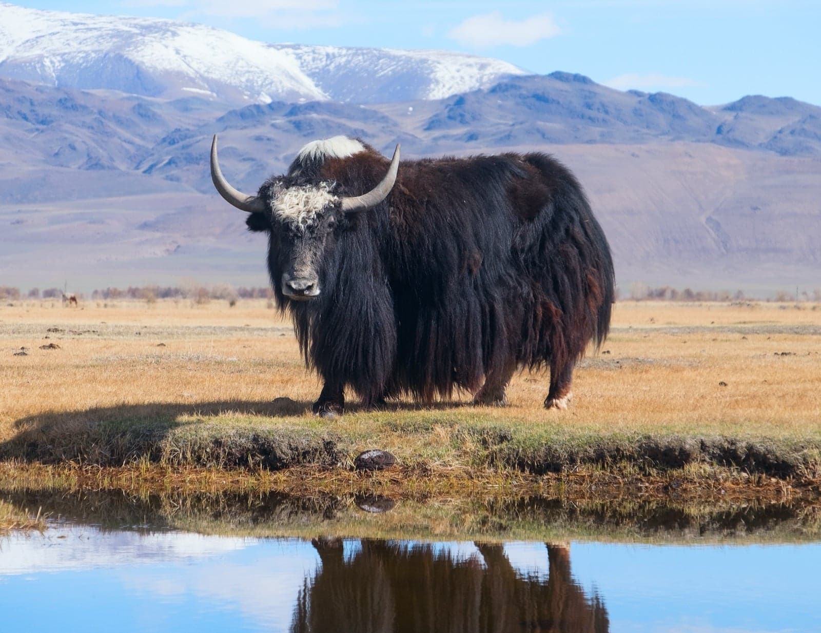A shaggy yak with long curved horns standing on a high mountain pasture