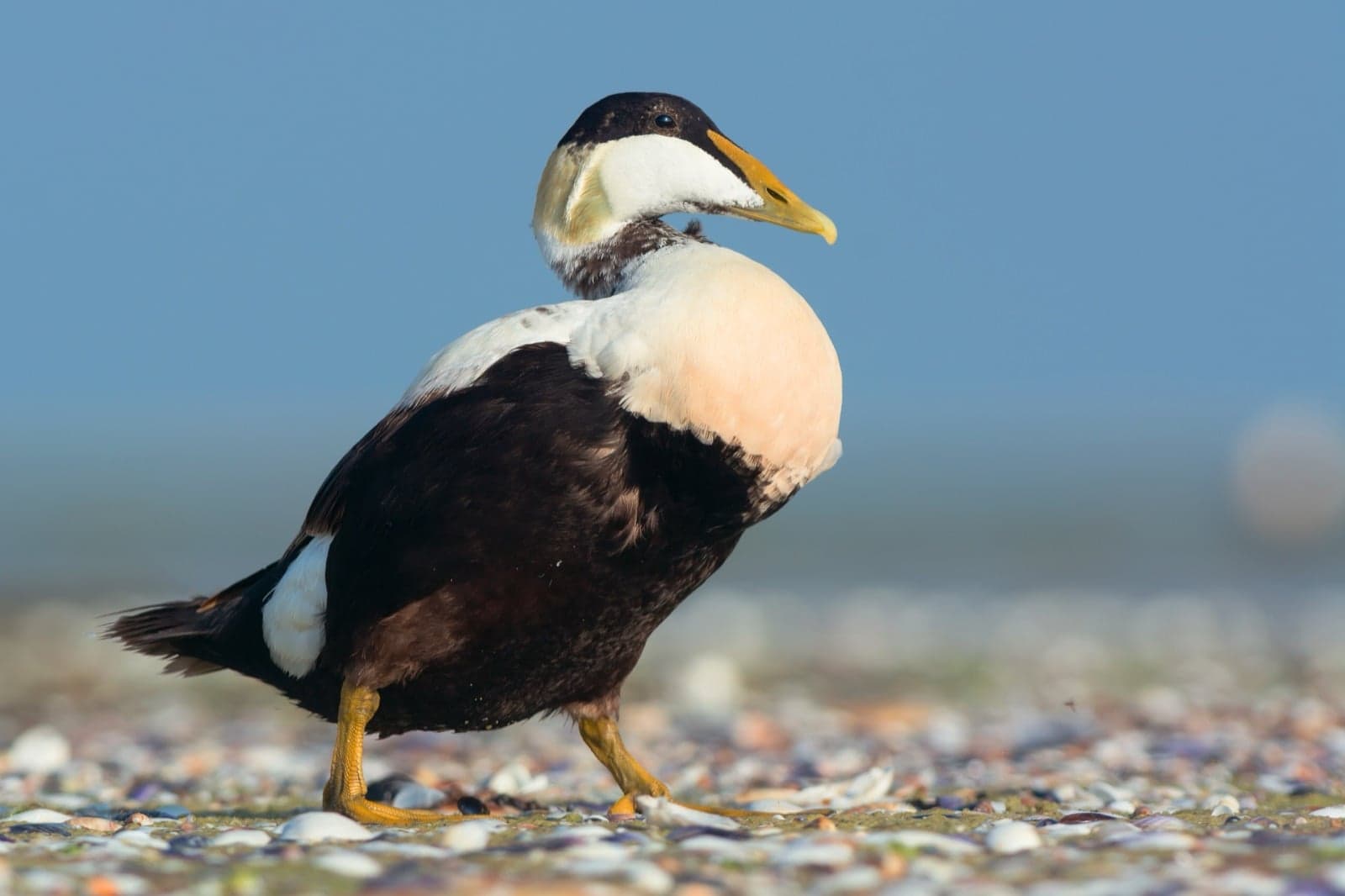 A male eider duck with striking black-and-white plumage floating on Dutch coastal waters