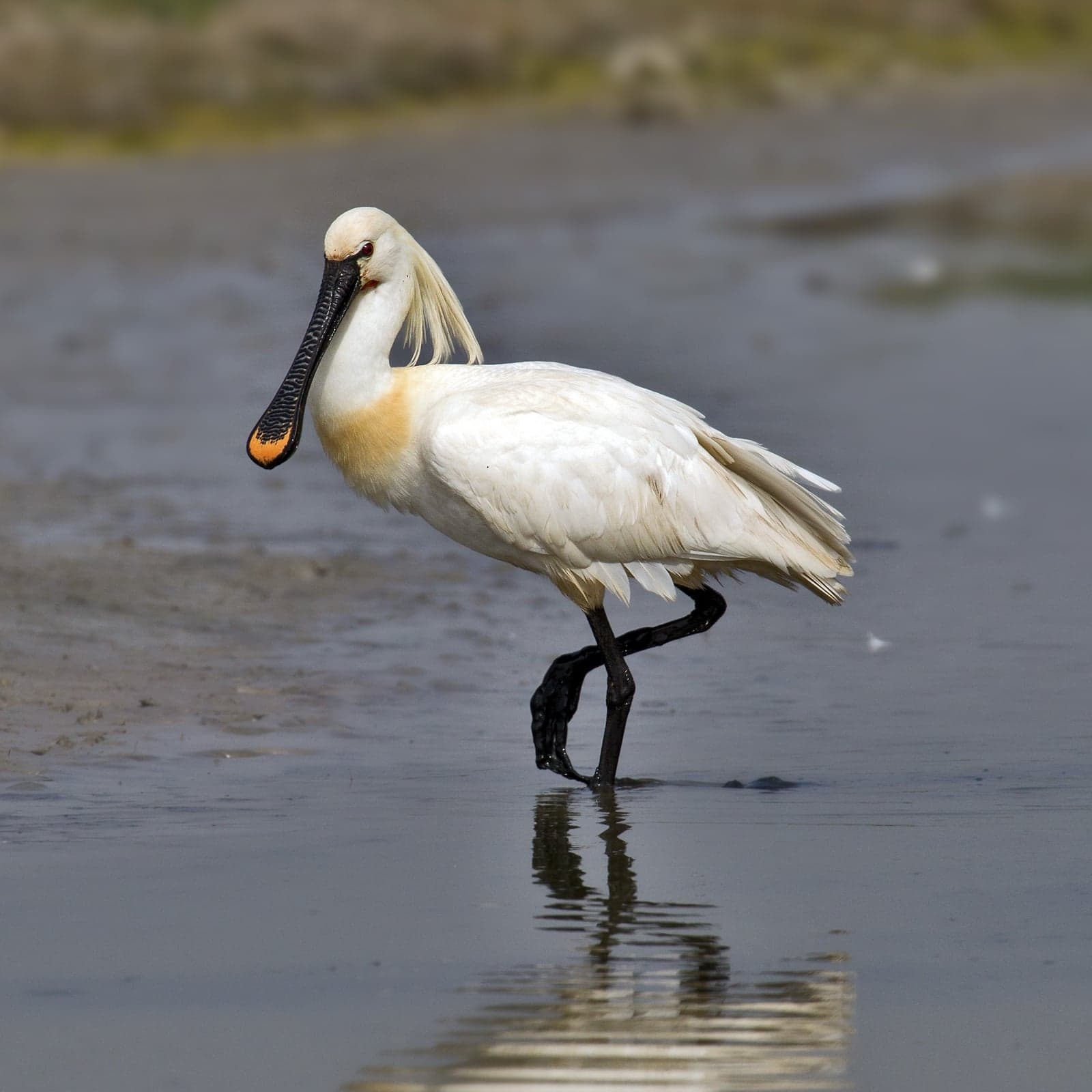 A white spoonbill wading in shallow Dutch wetland water with its spoon-shaped bill