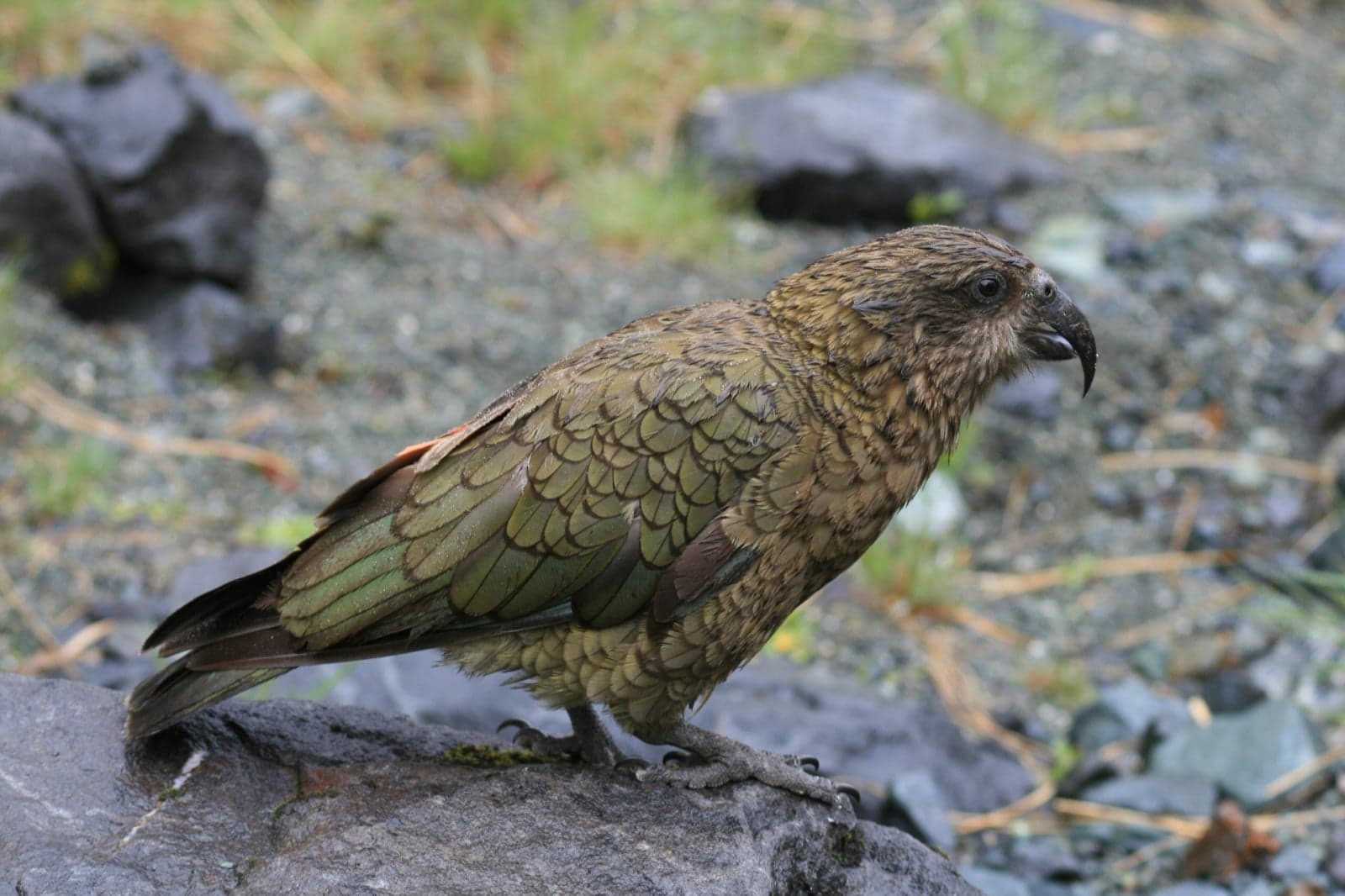 A kea parrot with green and orange plumage standing on a rock in the mountains