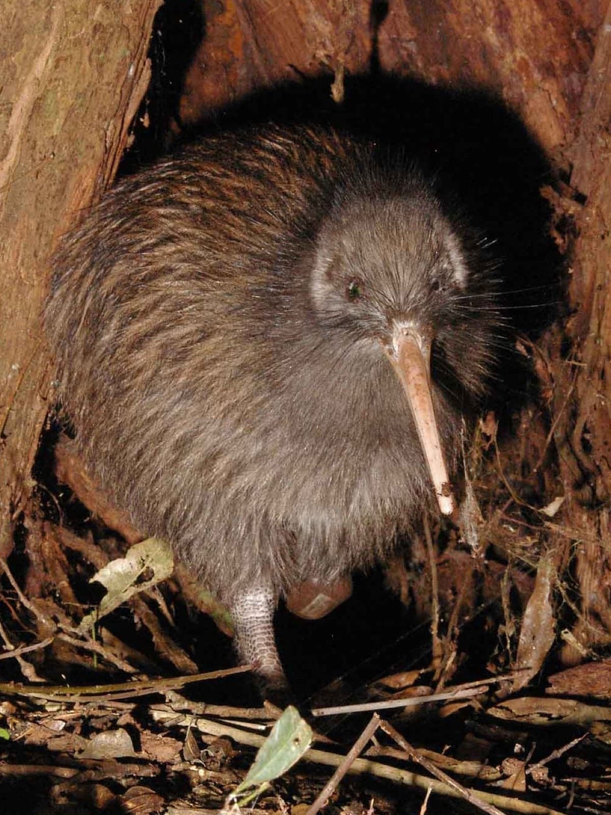 A brown, fluffy kiwi bird with a long beak standing near a tree at night