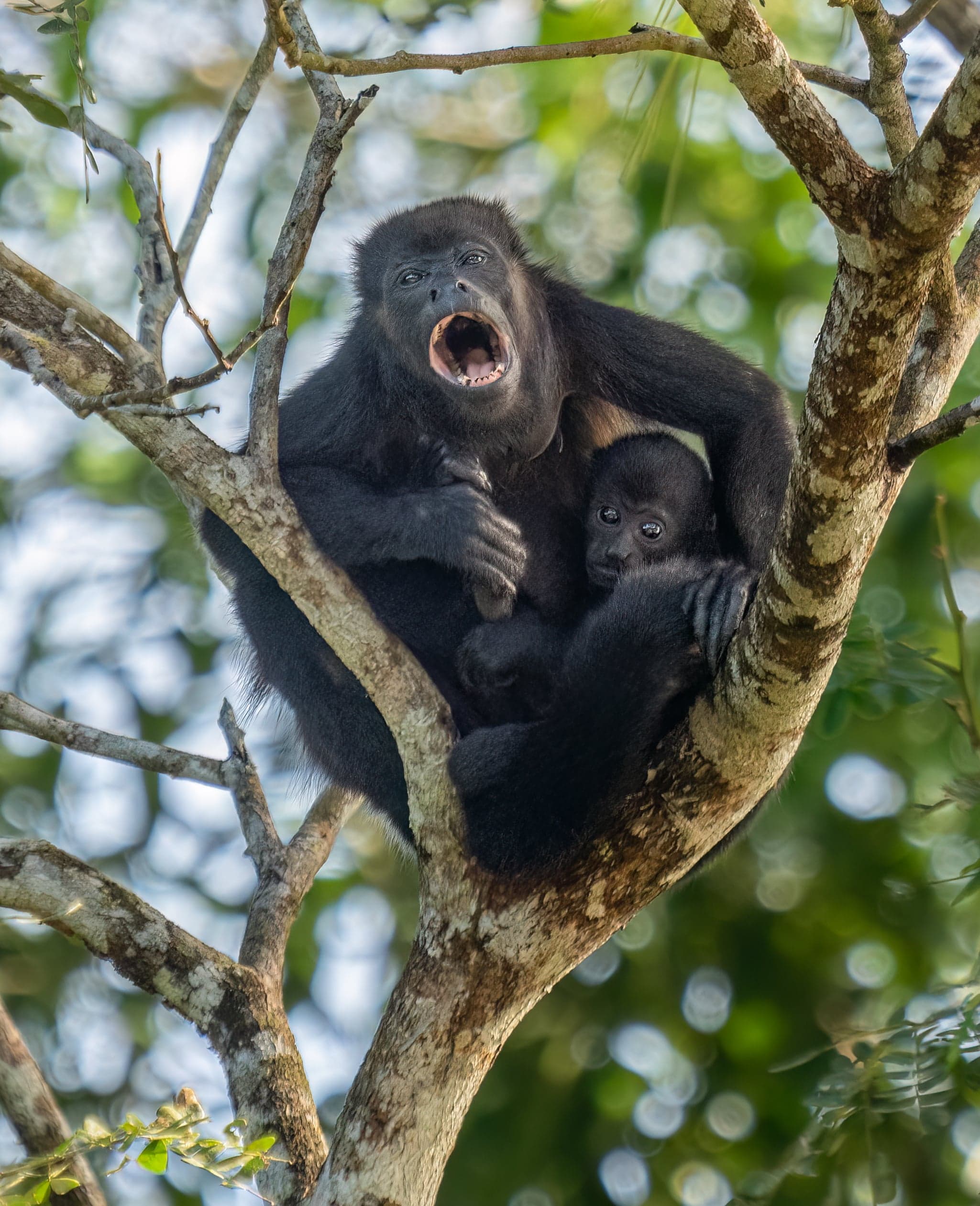 A black howler monkey with a long tail hanging from a branch in a forest