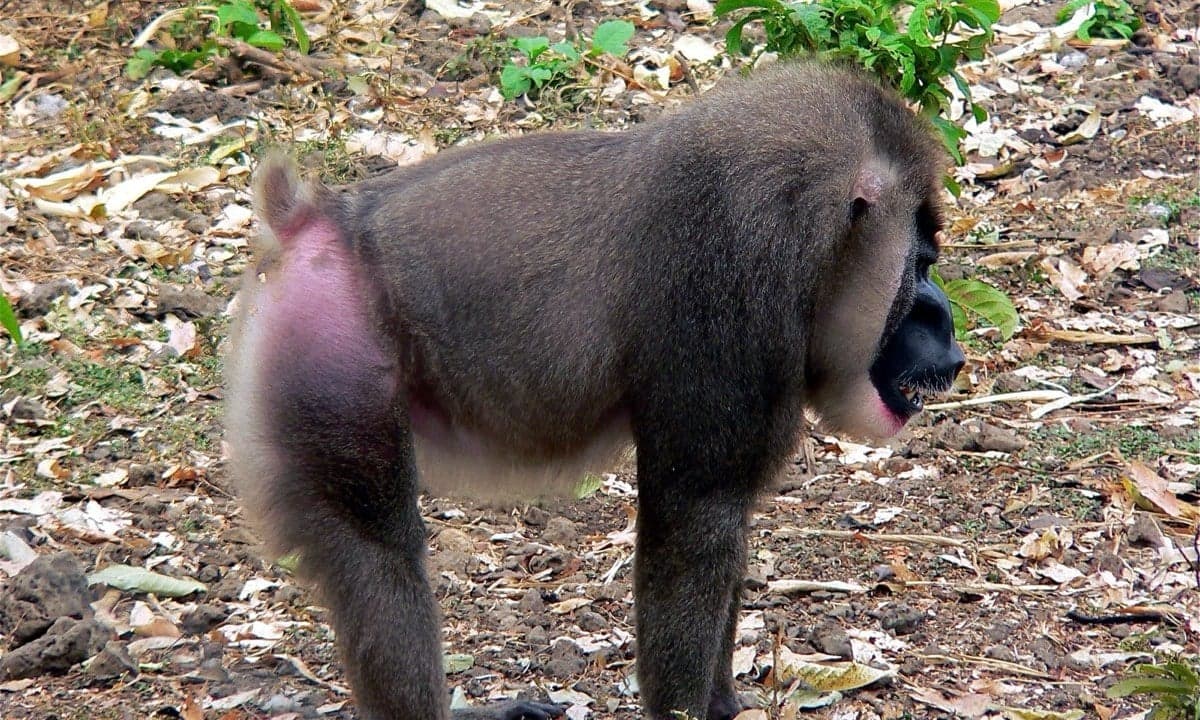 A male drill monkey standing on the forest floor