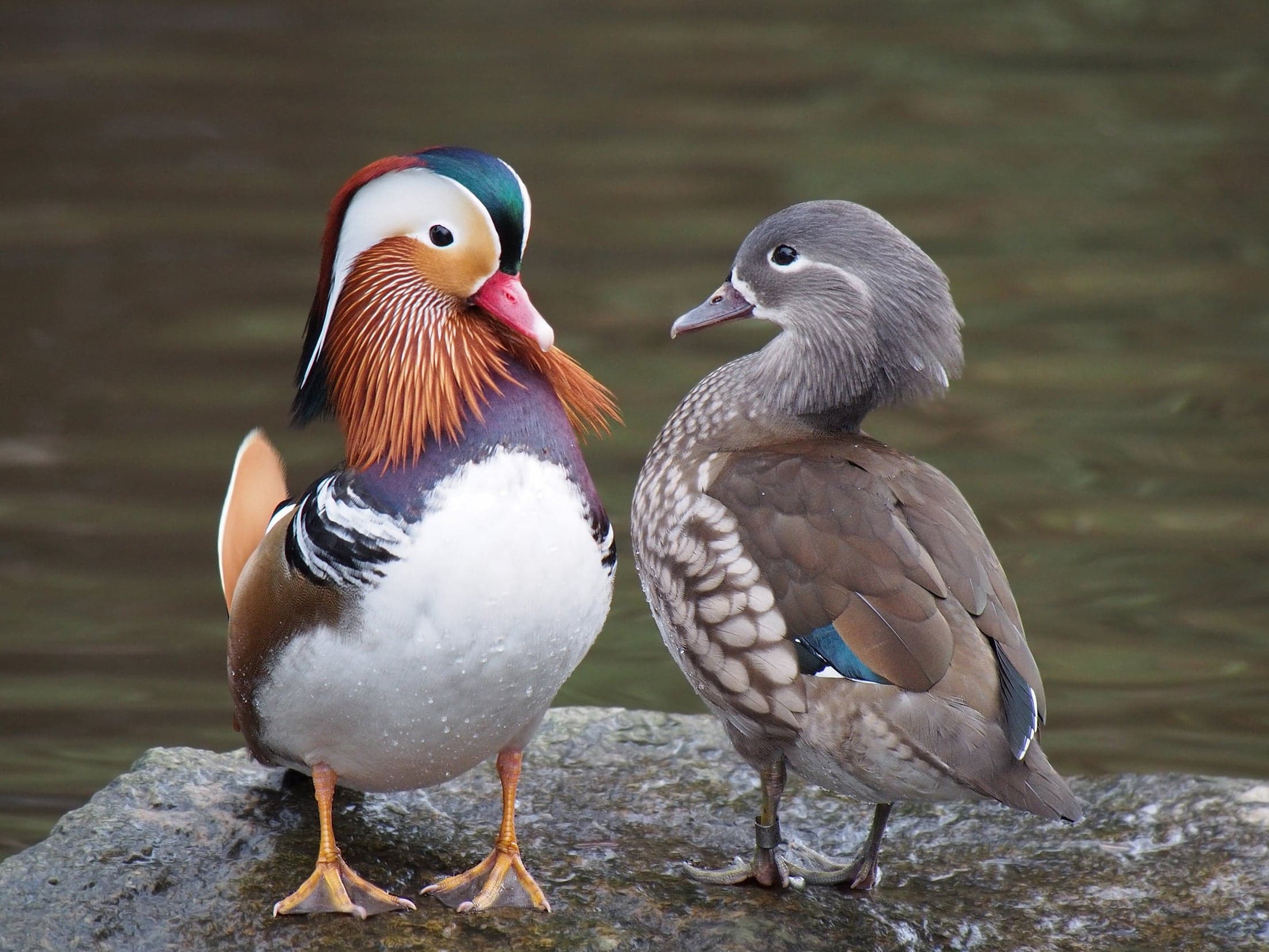 A brightly coloured male Mandarin duck with orange, green and purple feathers on a stream