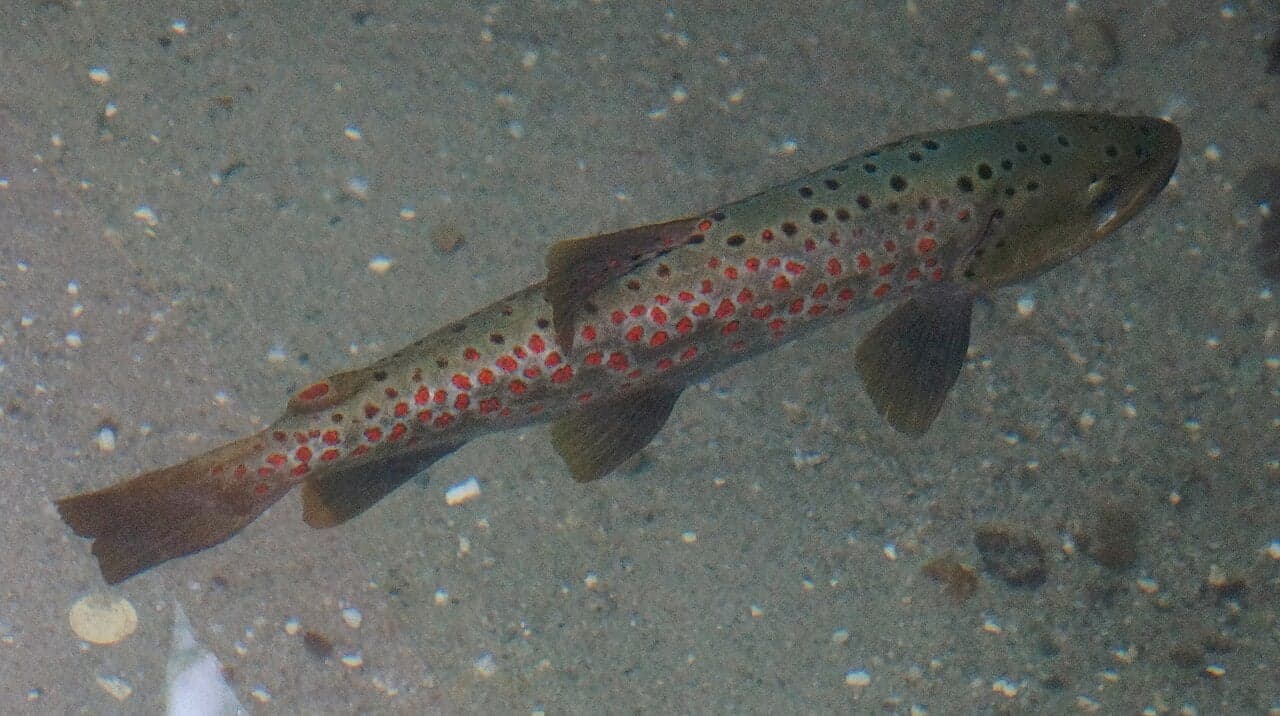 A silver-and-pink Ohrid trout swimming in clear blue water