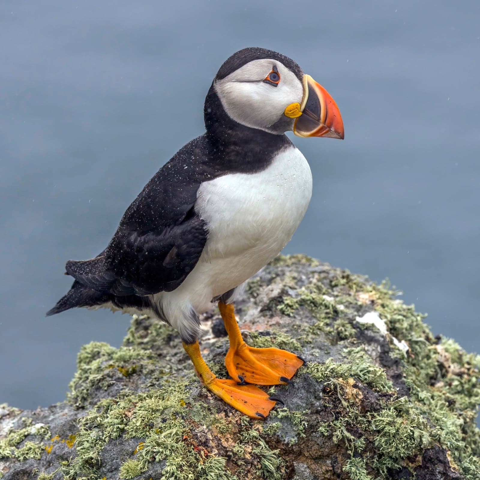 An Atlantic puffin standing on a rocky cliff with a beak full of fish
