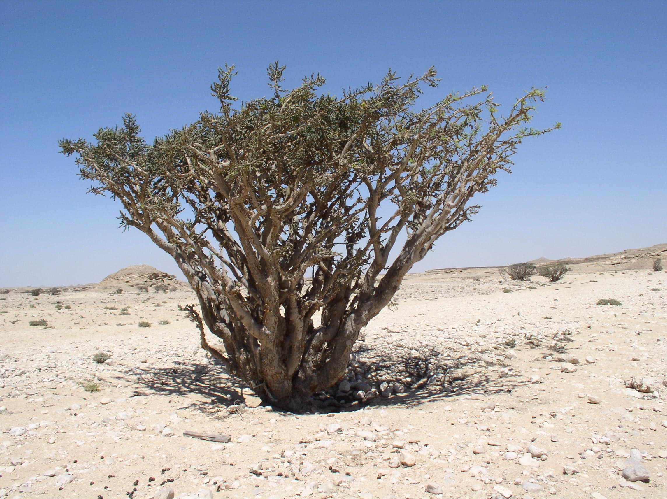 Lumps of golden frankincense resin beside a Boswellia tree in Dhofar, Oman