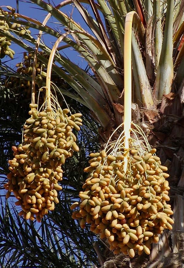 Small golden cups of Omani kahwa coffee beside a bowl of fresh Omani dates