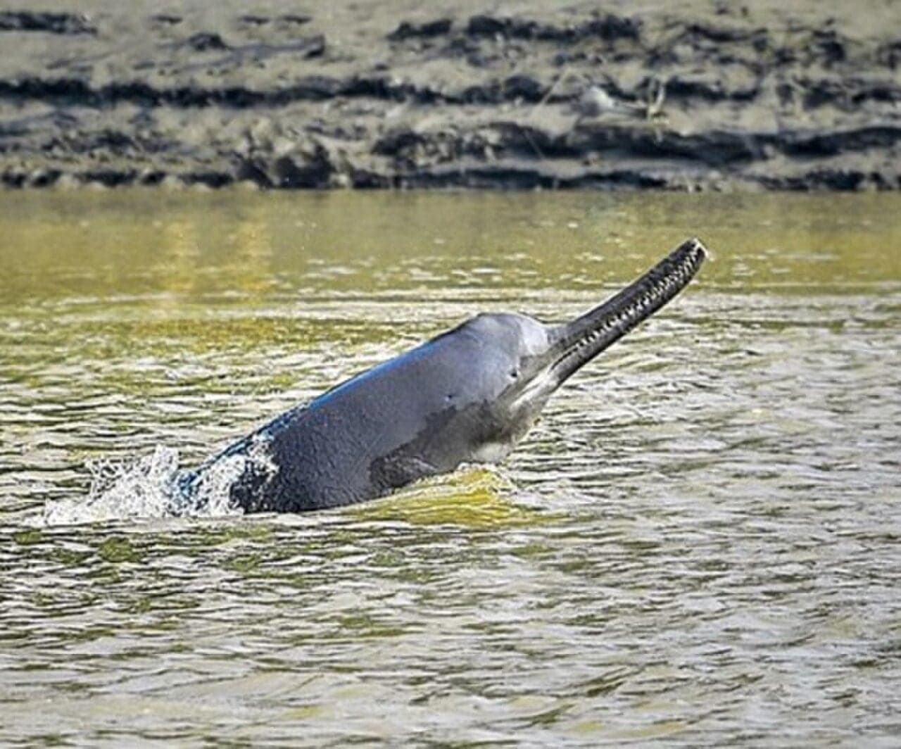 An Indus river dolphin leaping out of muddy river water, showing its long beak