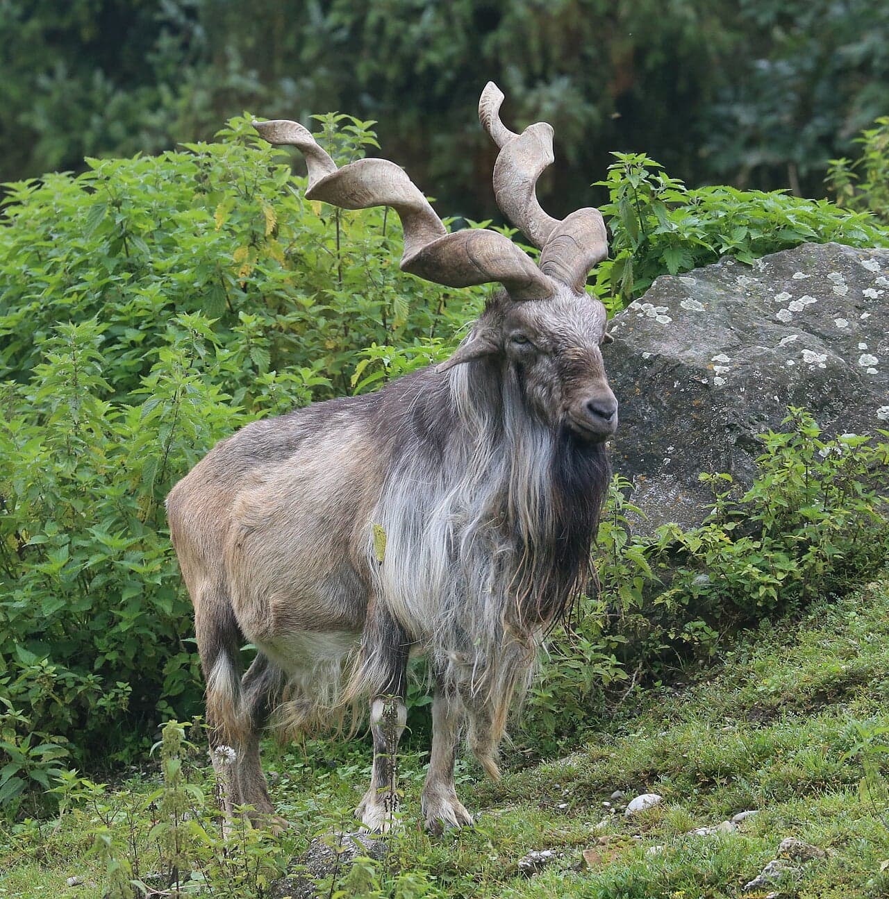 A markhor standing on a hillside, with huge twisted spiral horns and a long shaggy beard