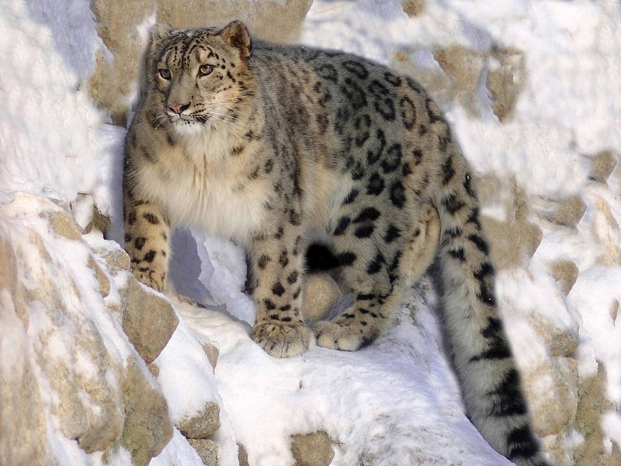 A snow leopard standing on snow, with thick grey-and-black spotted fur and a long thick tail