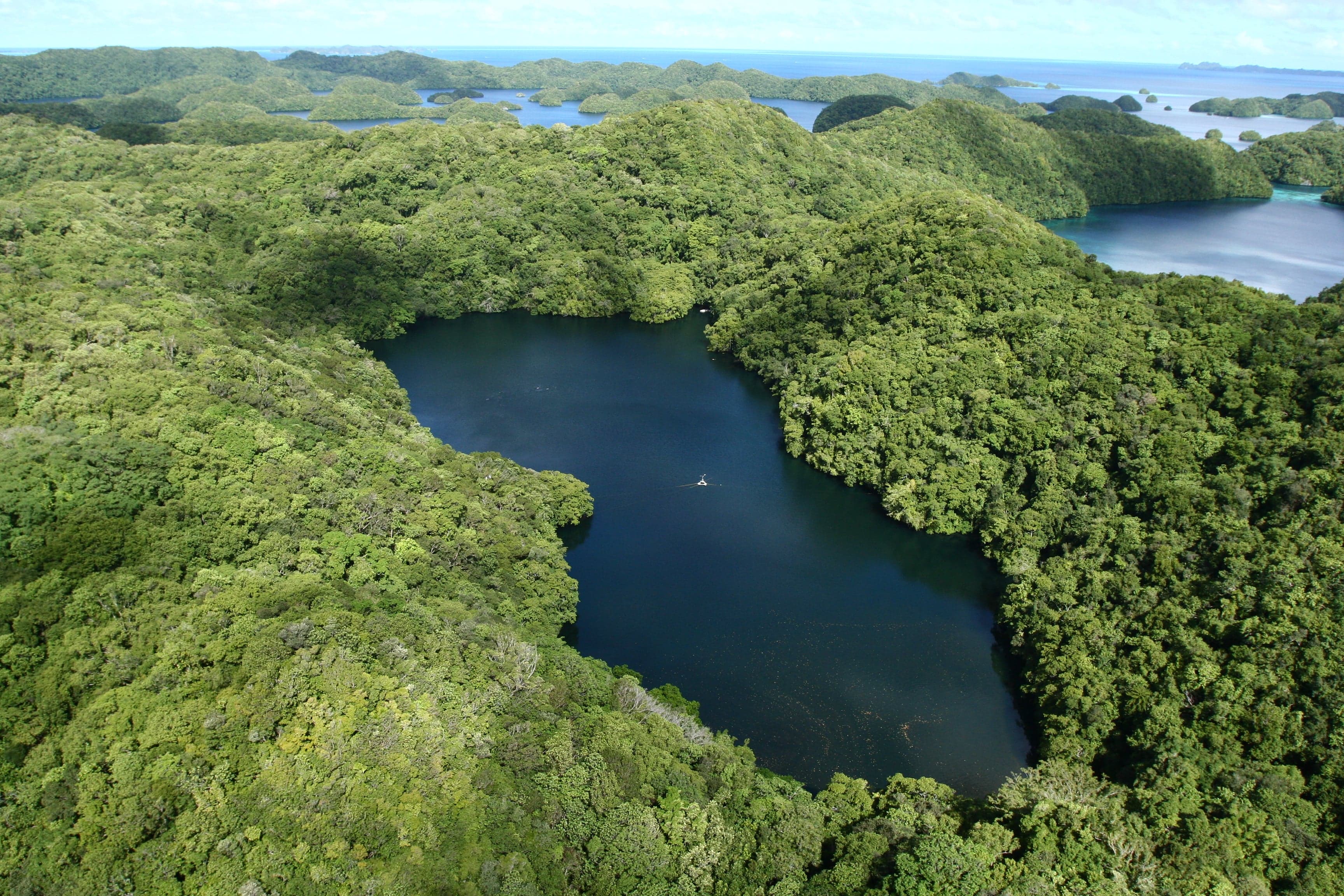 Golden jellyfish floating in the clear water of Jellyfish Lake, Palau