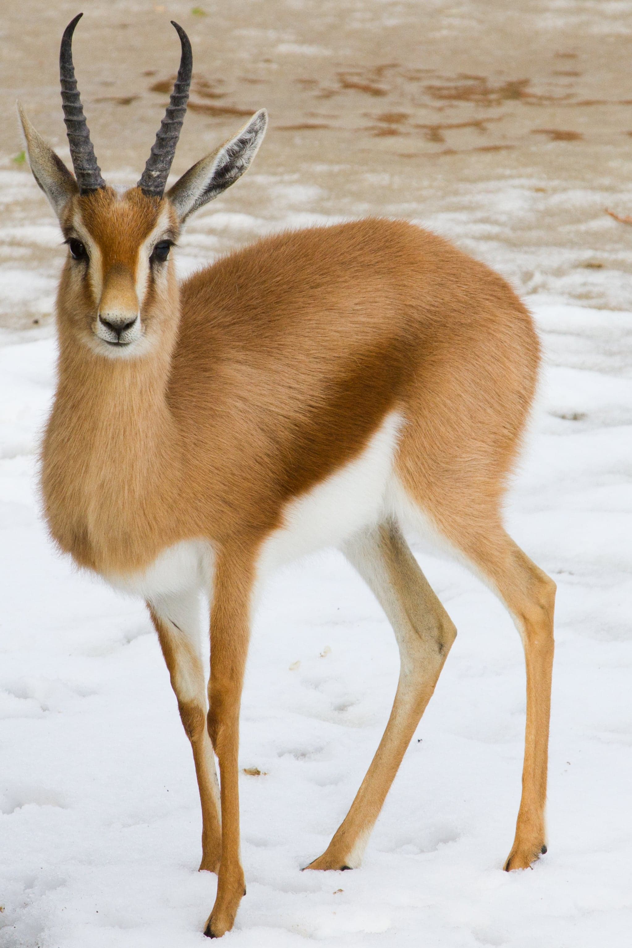 A slender dorcas gazelle standing alert among dry scrubland