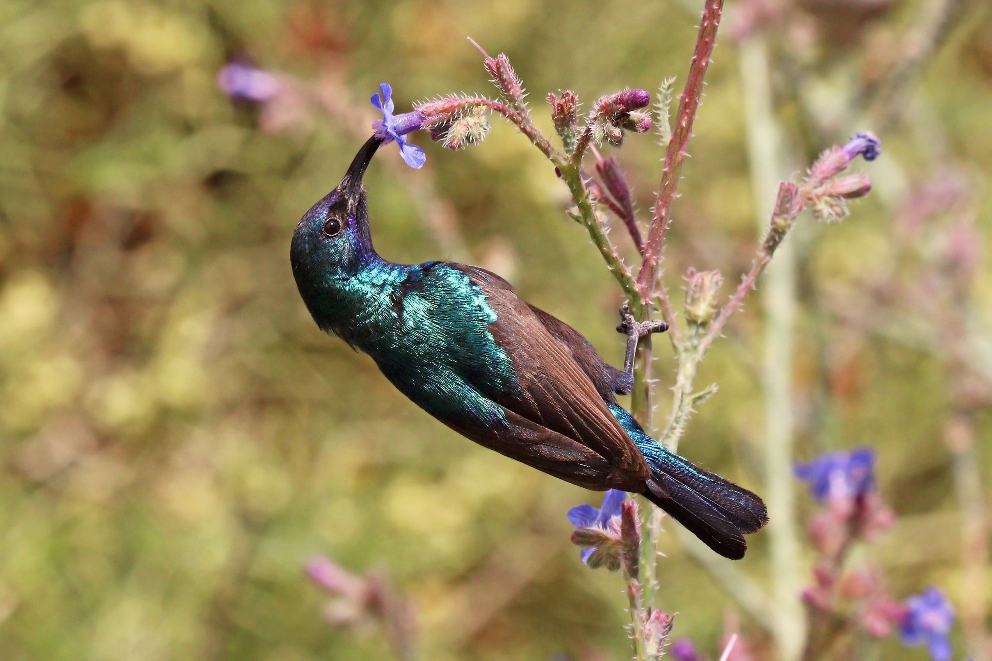 A tiny Palestine sunbird perched on a flower, its feathers shimmering metallic blue and green