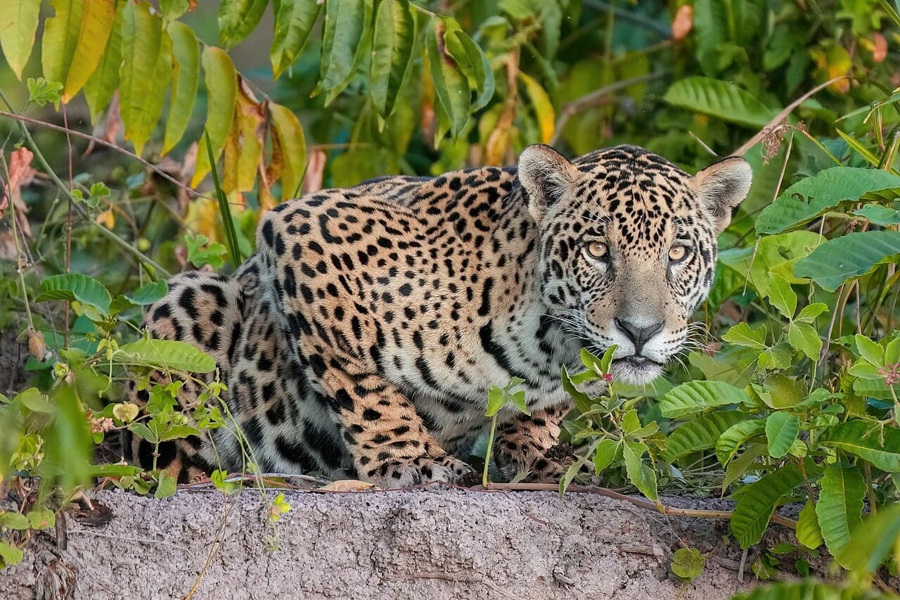 A jaguar with spotted golden fur walking through rainforest undergrowth