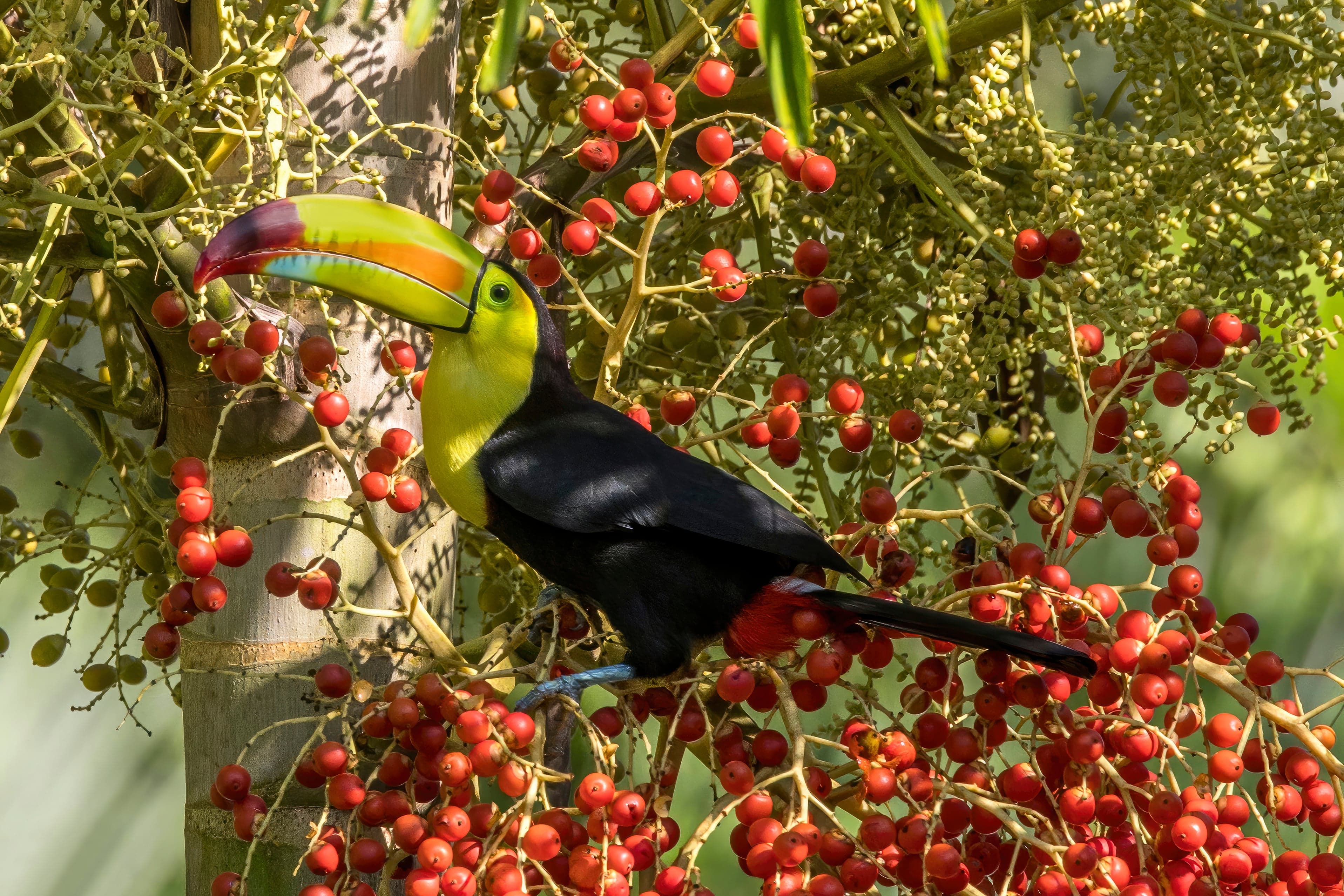 A keel-billed toucan with a bright rainbow-coloured beak perched on a green branch