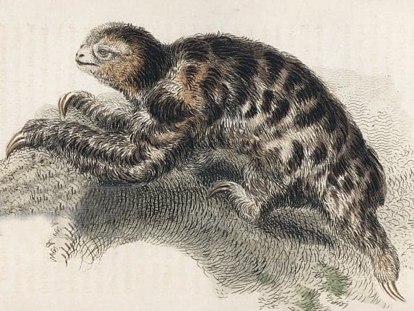 A three-toed sloth hanging upside down from a branch, looking peacefully at the camera
