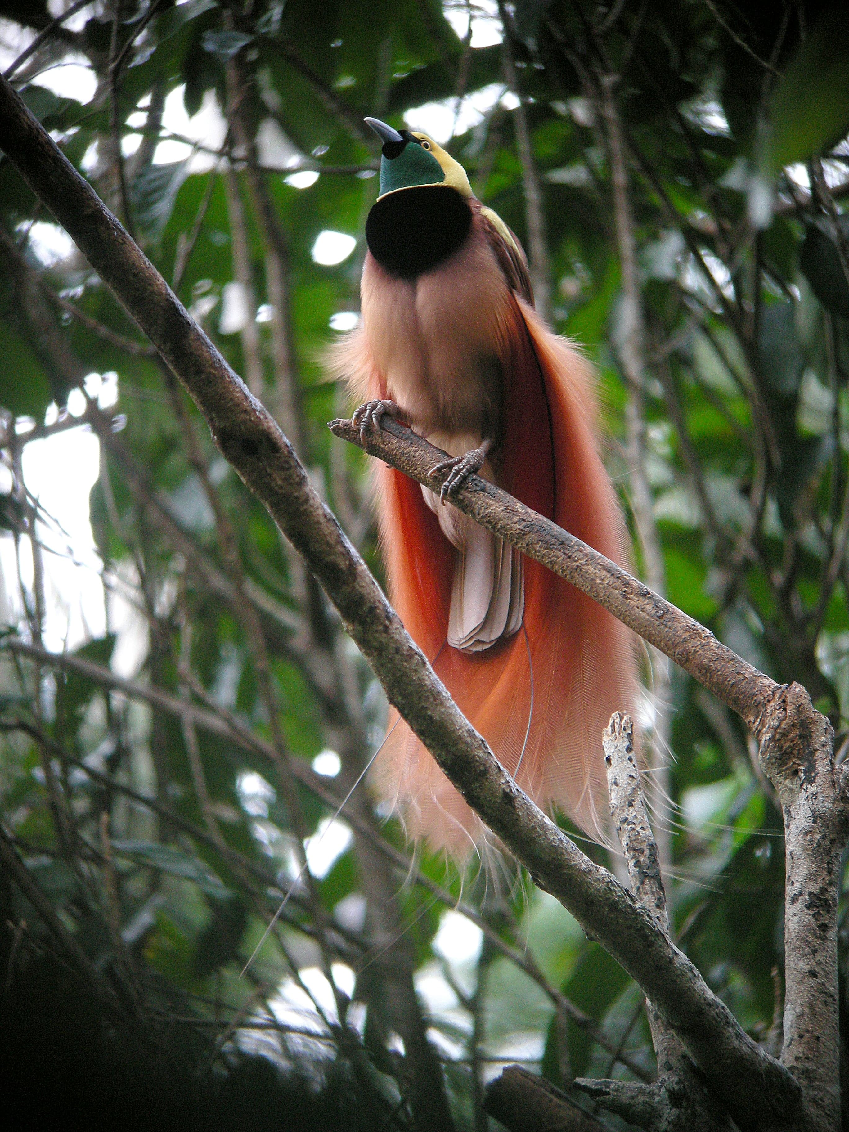 A male Raggiana bird of paradise with red plumes spread wide on a tree branch