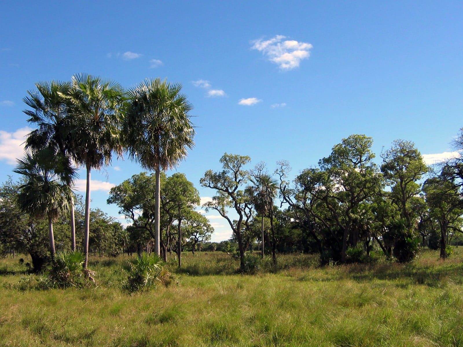 Flat scrubland and thorny trees stretching to the horizon under a wide blue sky in the Chaco
