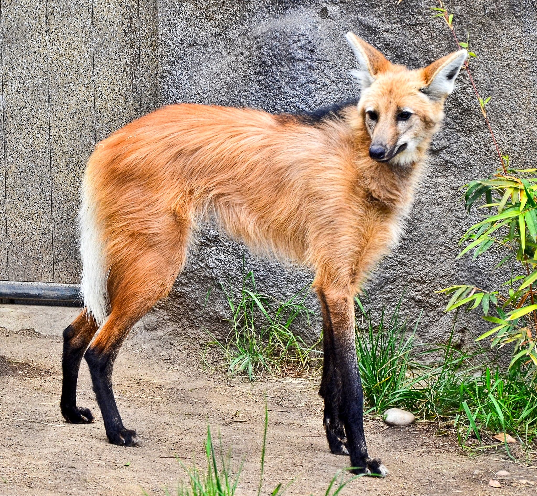 A maned wolf with reddish fur and long black legs standing in tall grass