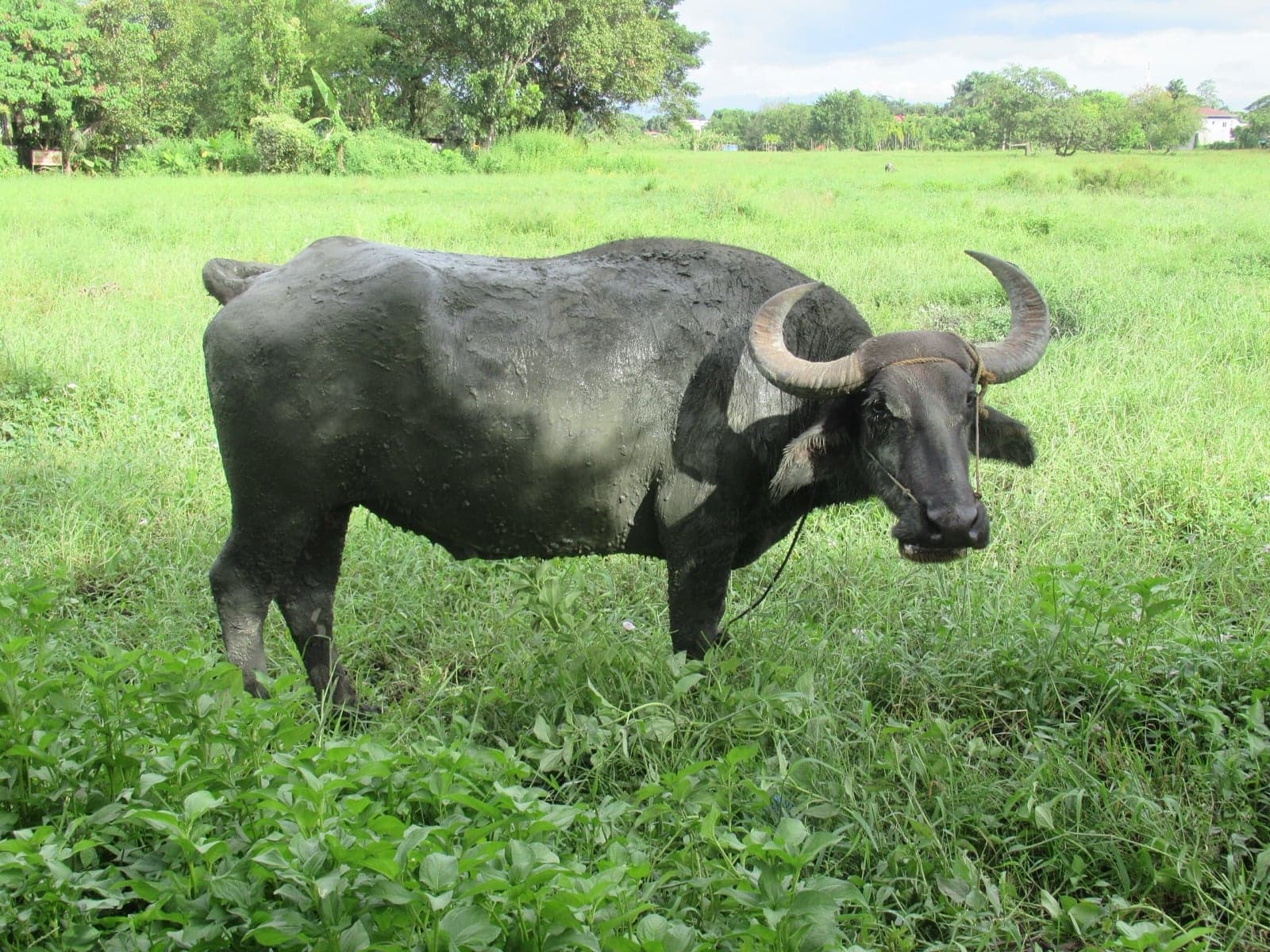 A dark grey carabao standing in a green grass field