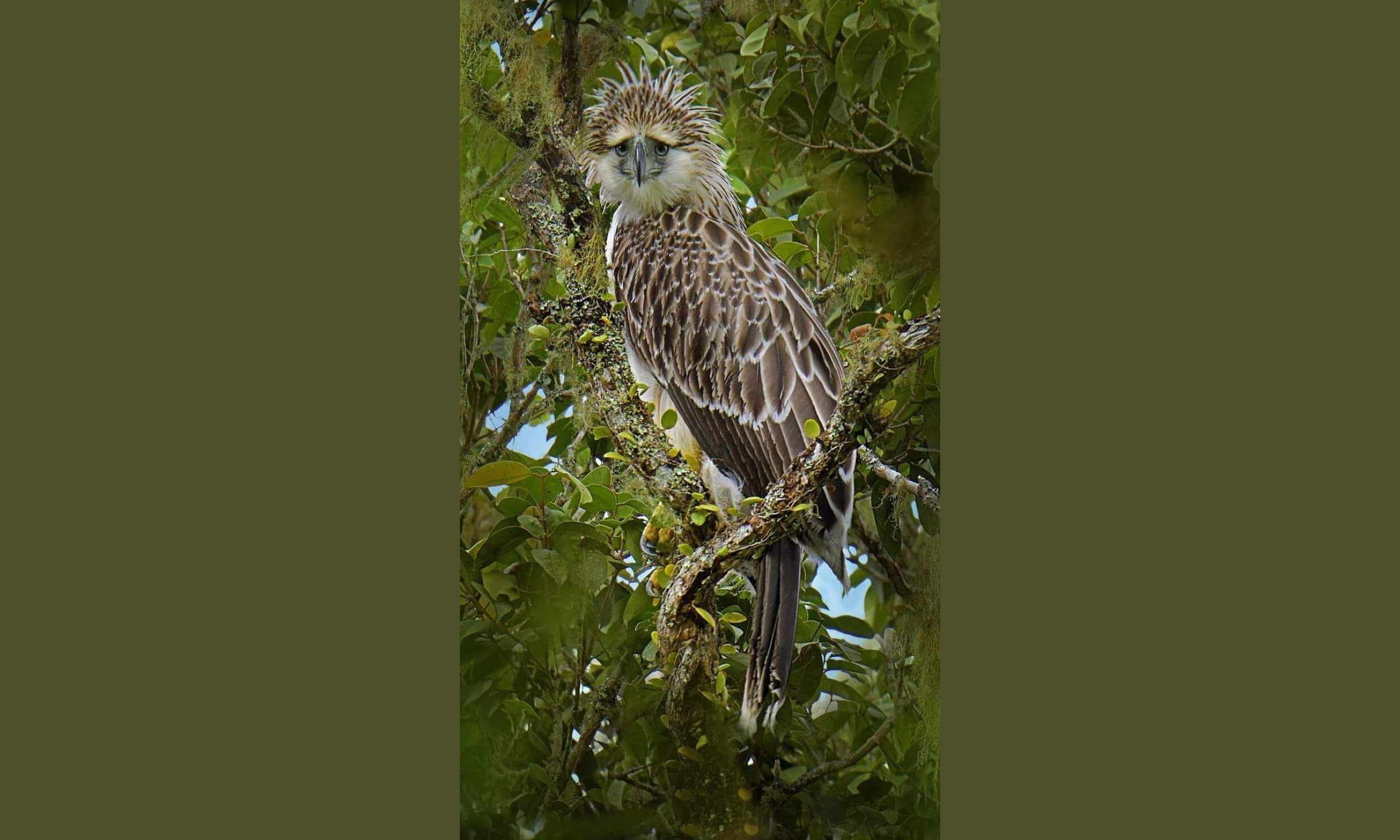 A Philippine eagle perched in a forest tree, showing its pale spiky head feathers