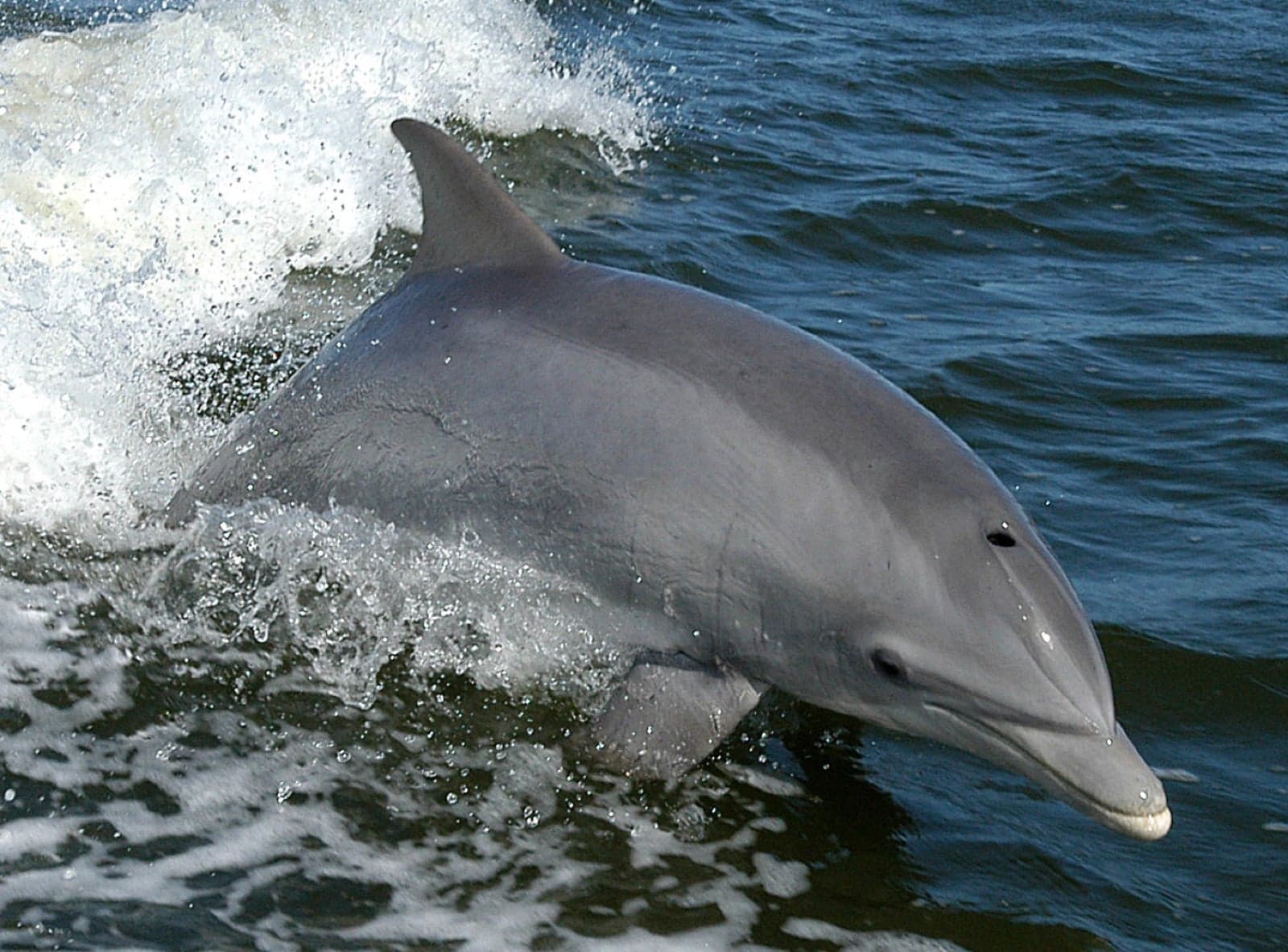 A pod of bottlenose dolphins leaping out of the Atlantic Ocean near the Azores