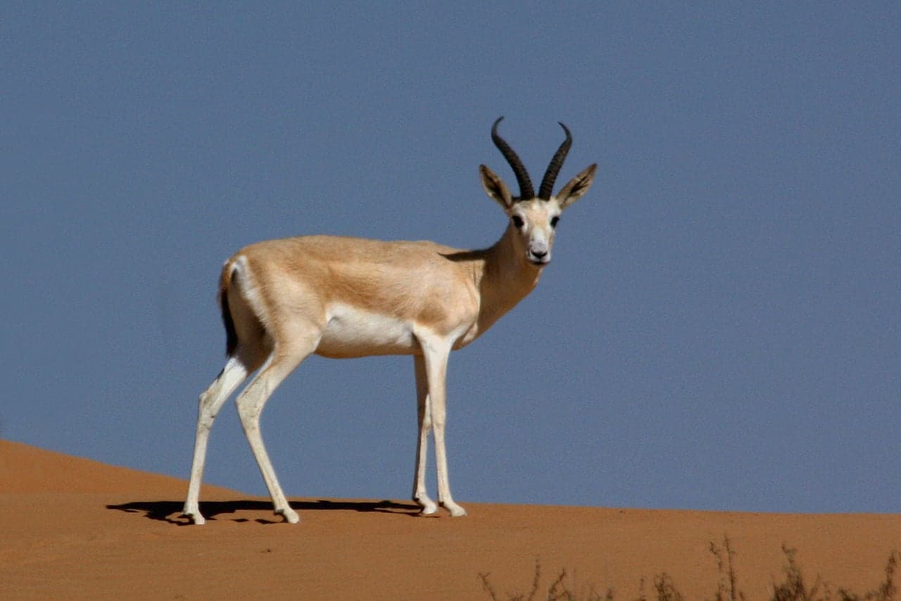 A slender sand-coloured gazelle with curved horns standing on golden desert sand