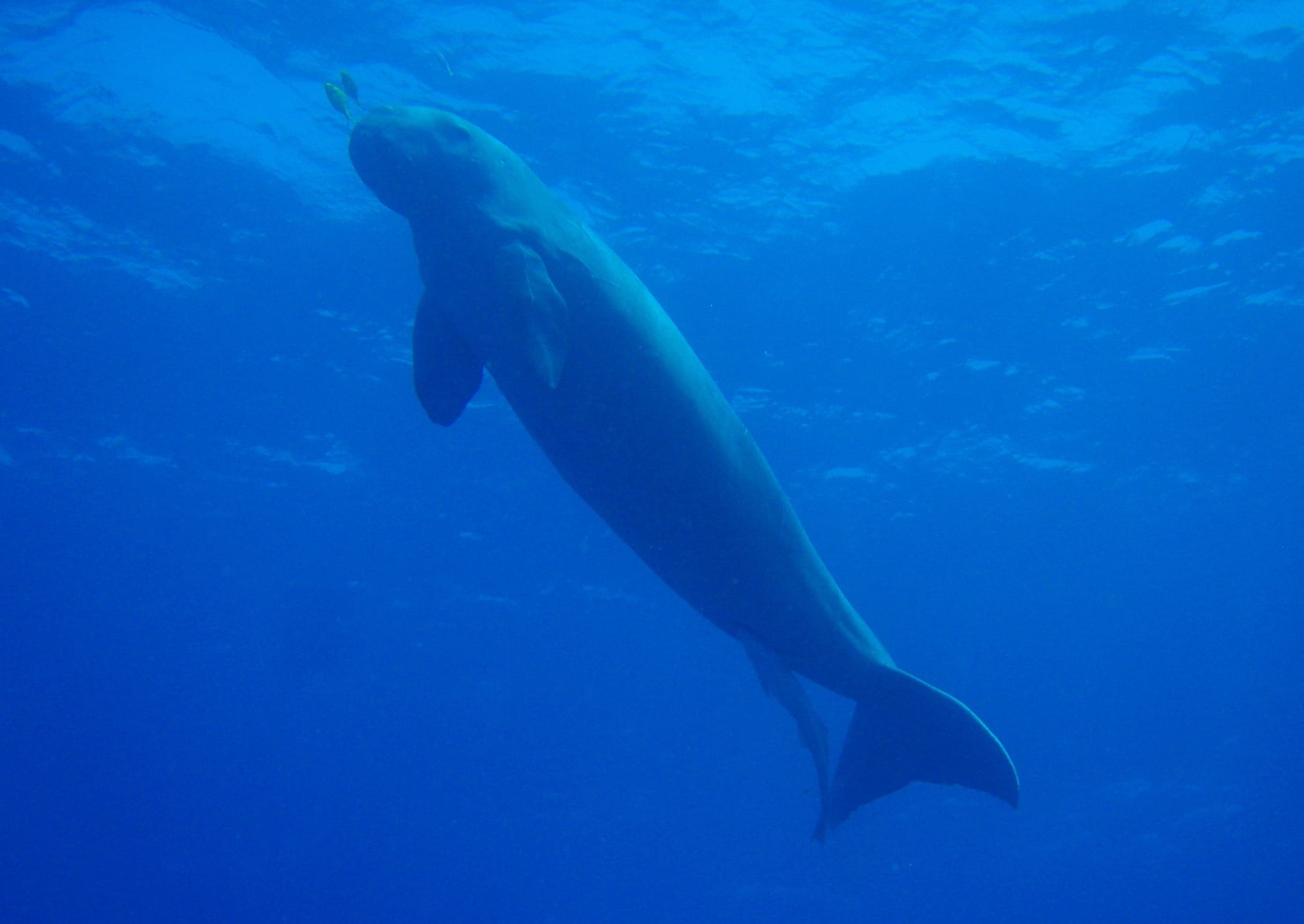 A large round-faced dugong gliding slowly through clear turquoise water