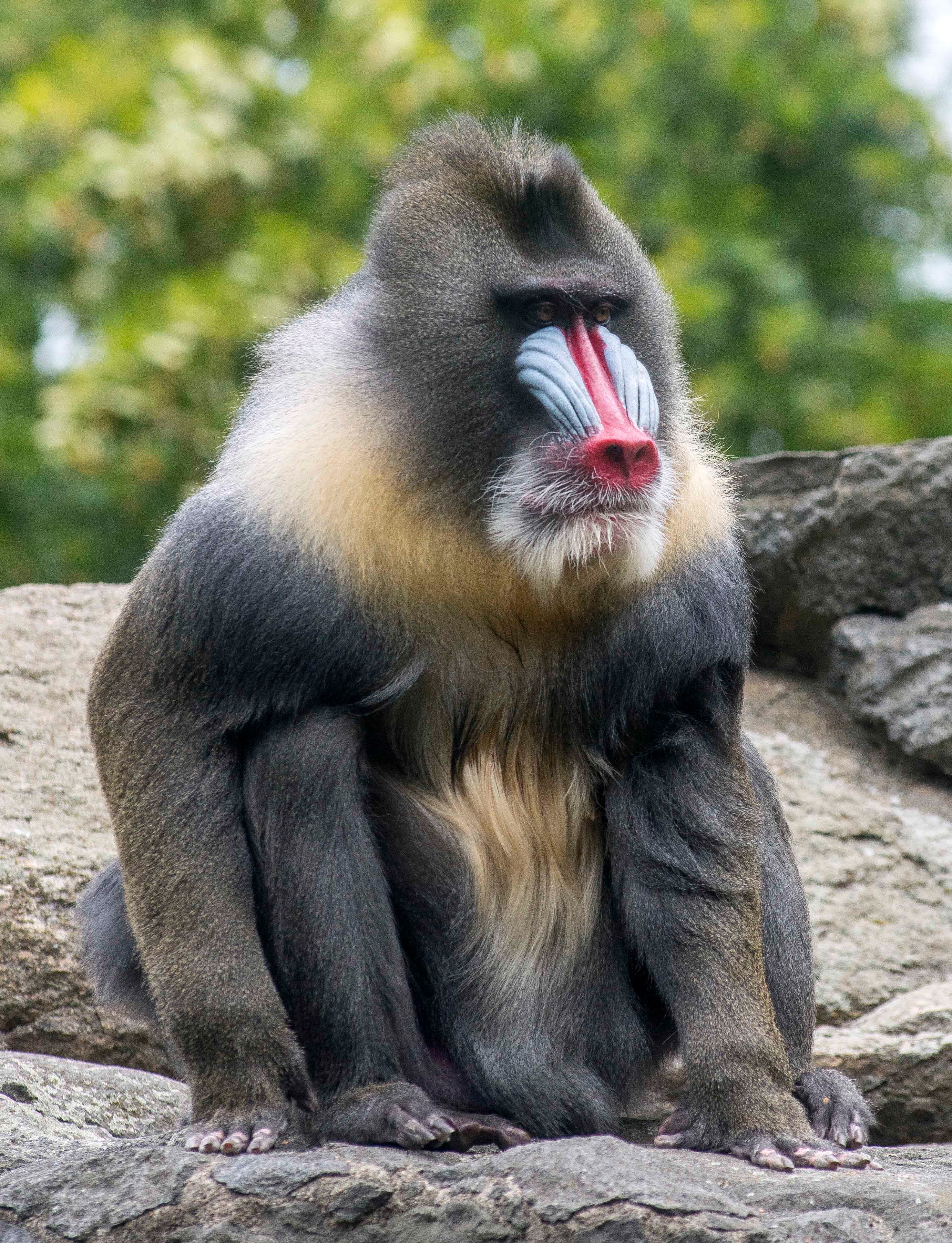 A male mandrill showing its brilliant blue and red facial colours in forest shade