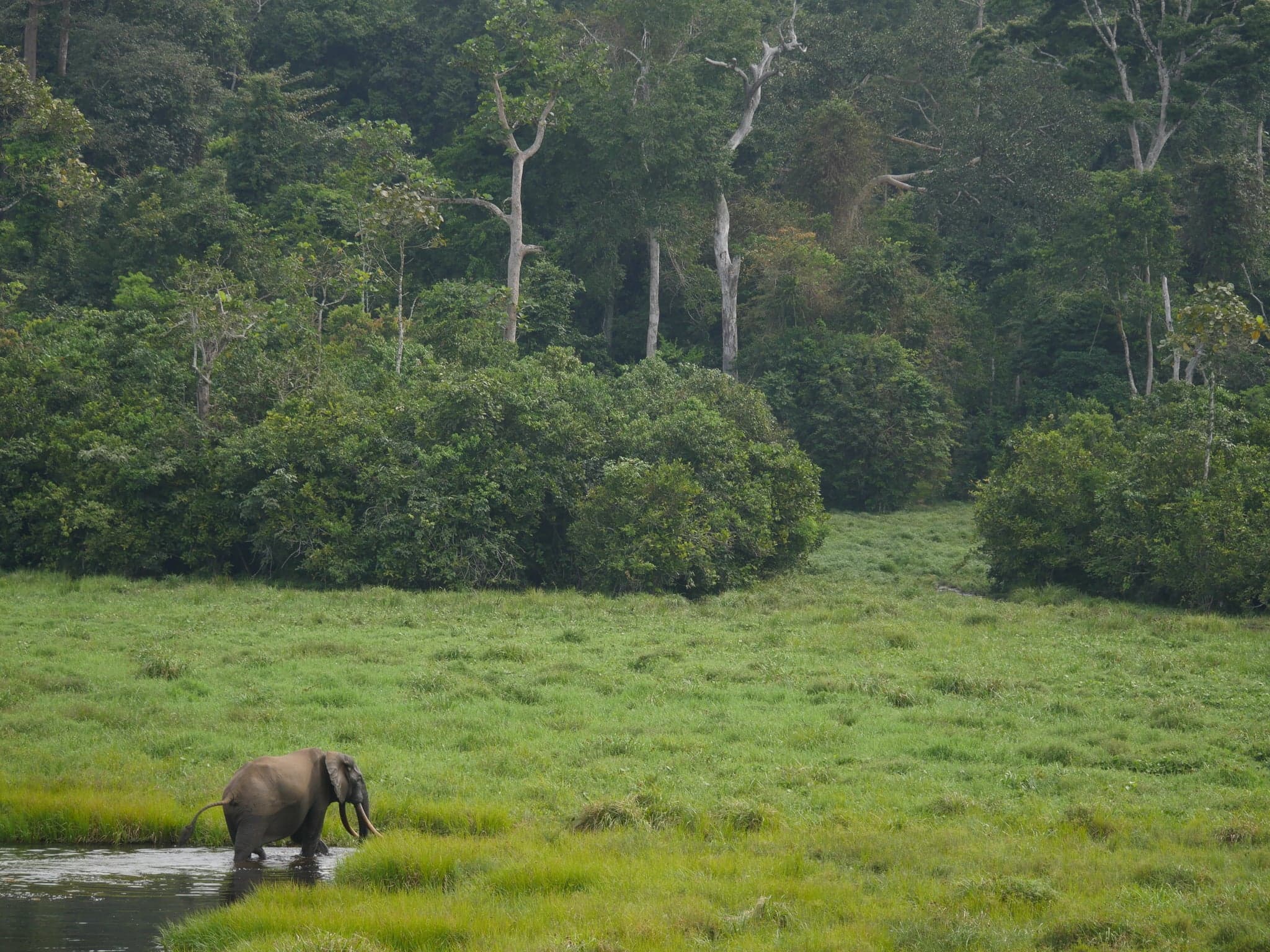 A western lowland gorilla sitting peacefully in Nouabalé-Ndoki forest