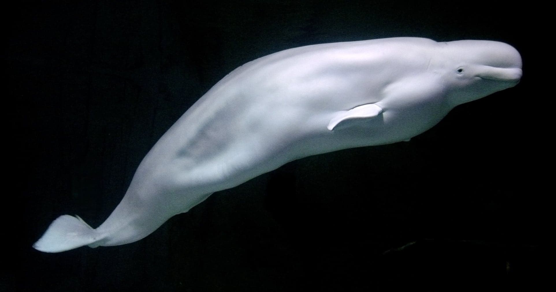 A group of pure white beluga whales swimming together in clear blue Arctic water