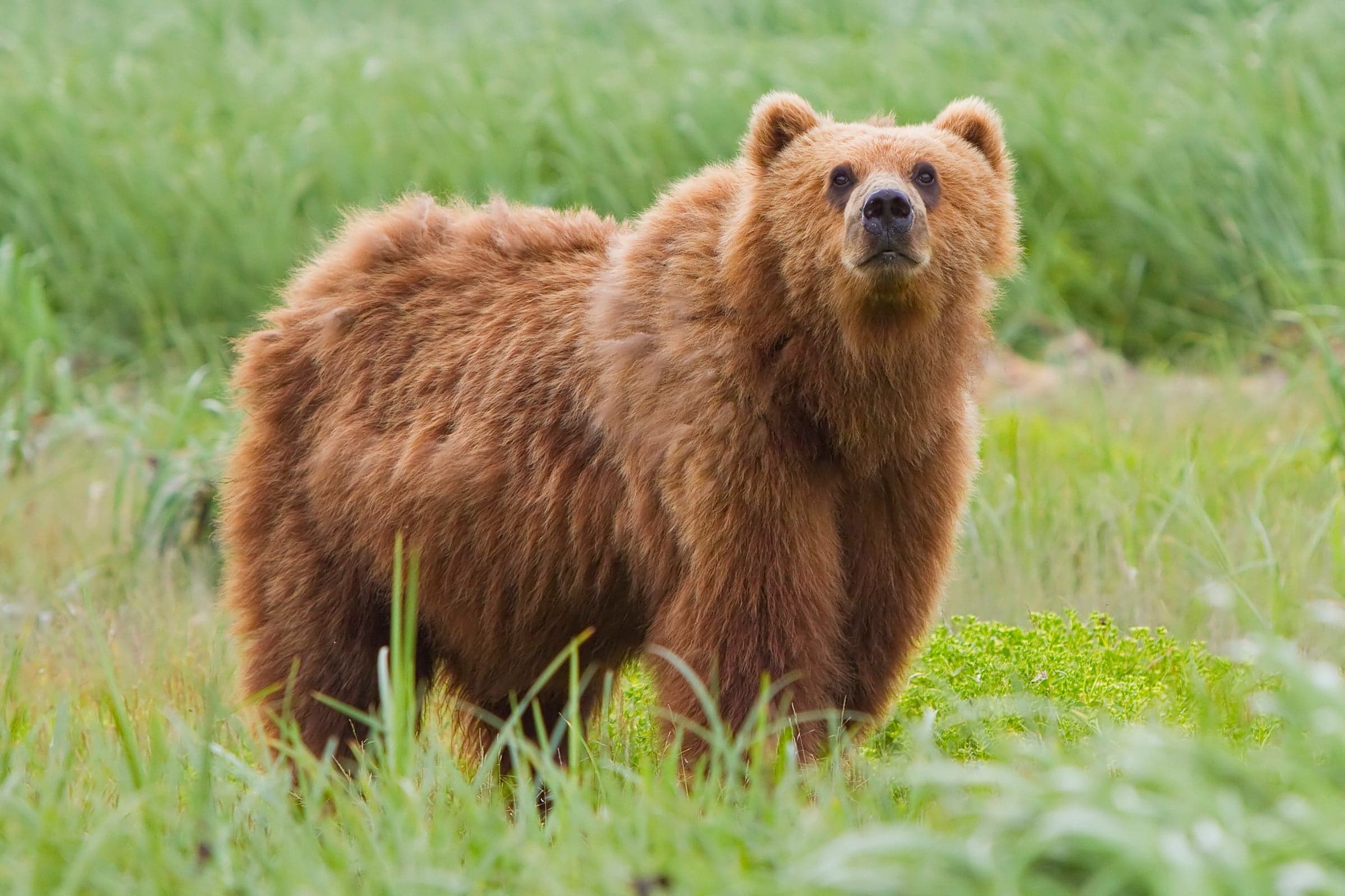 A large brown bear standing in a river catching salmon in Russia