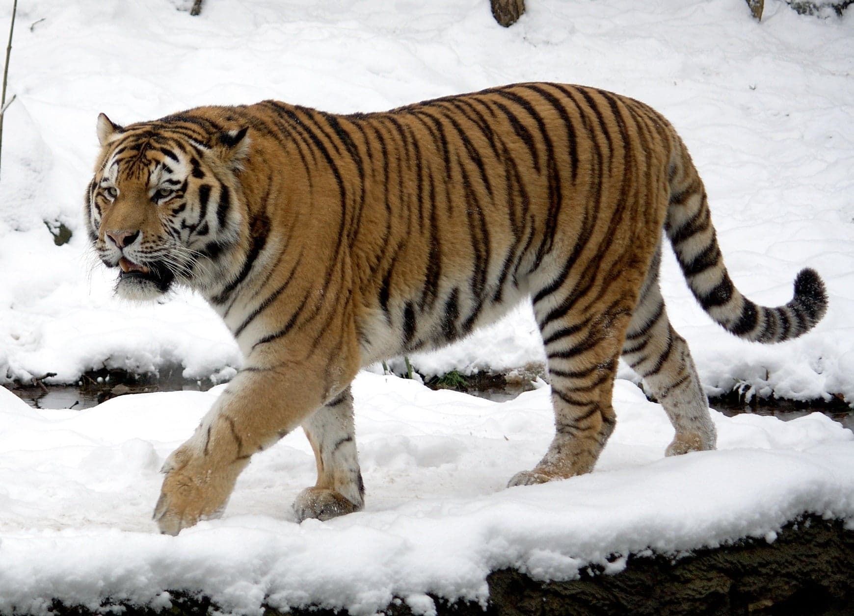 A Siberian tiger with thick orange and white fur walking through snow in a winter forest