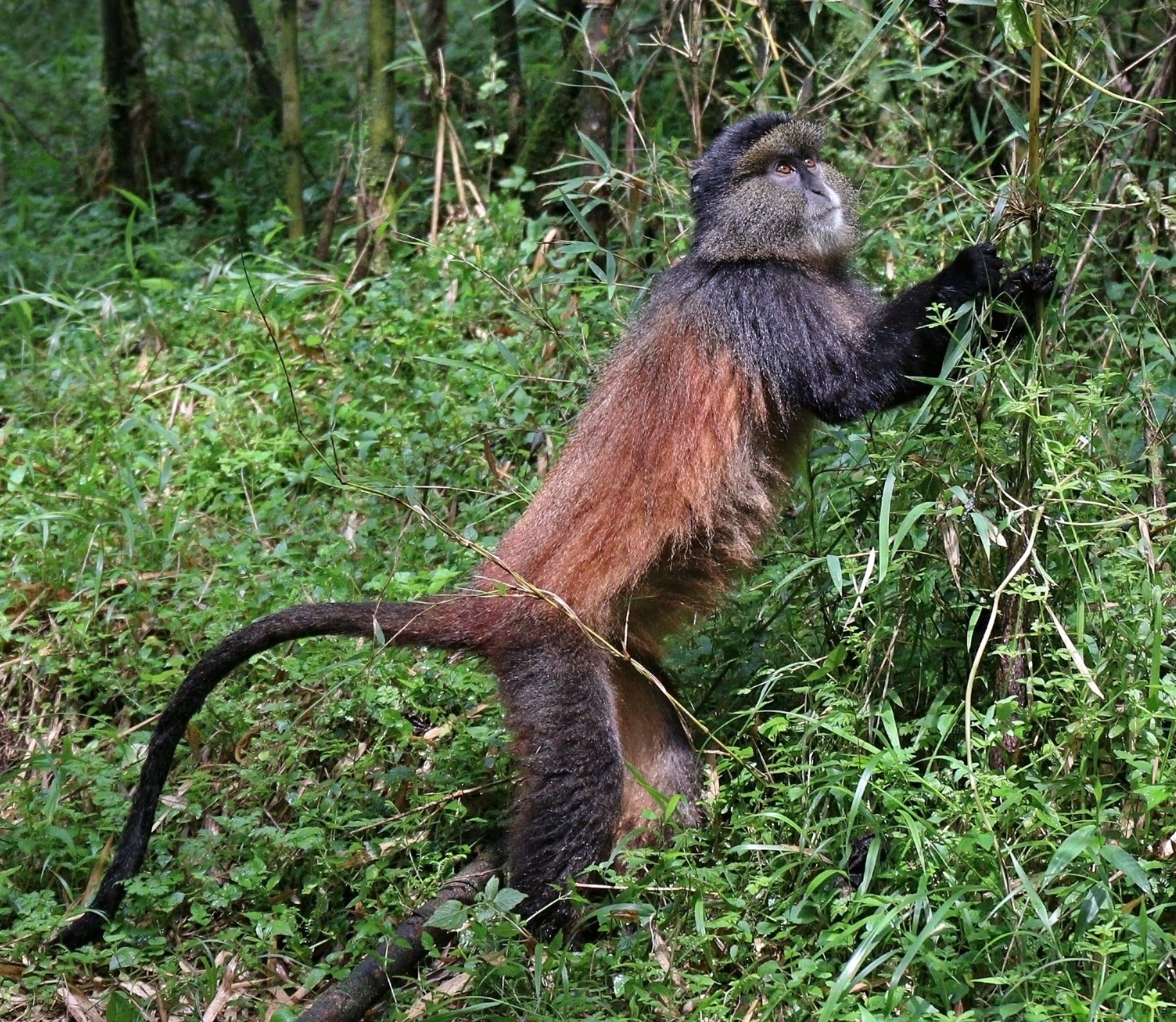 A bright orange-furred golden monkey sitting in a bamboo forest