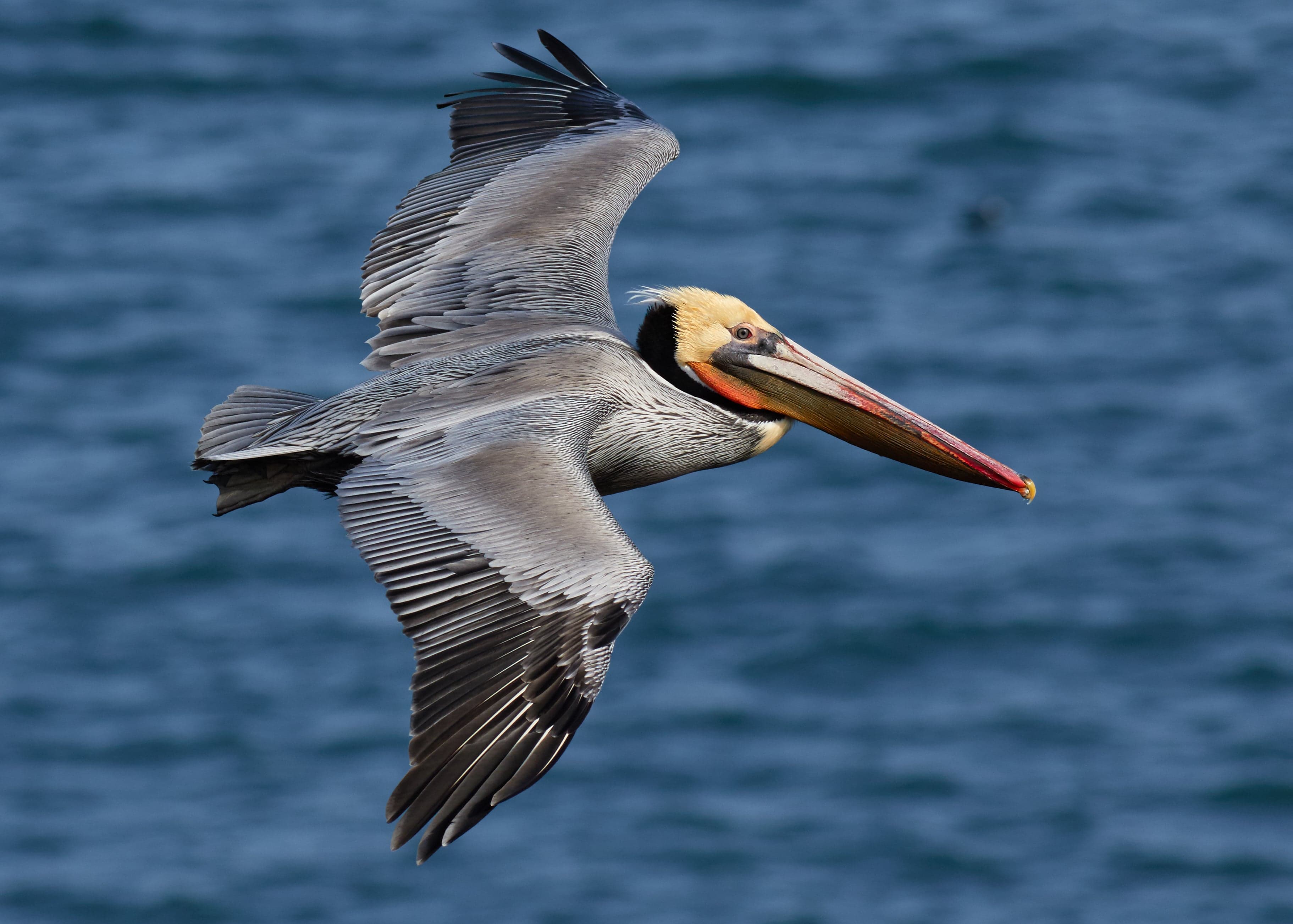 A brown pelican in flight over turquoise Caribbean water near Saint Kitts