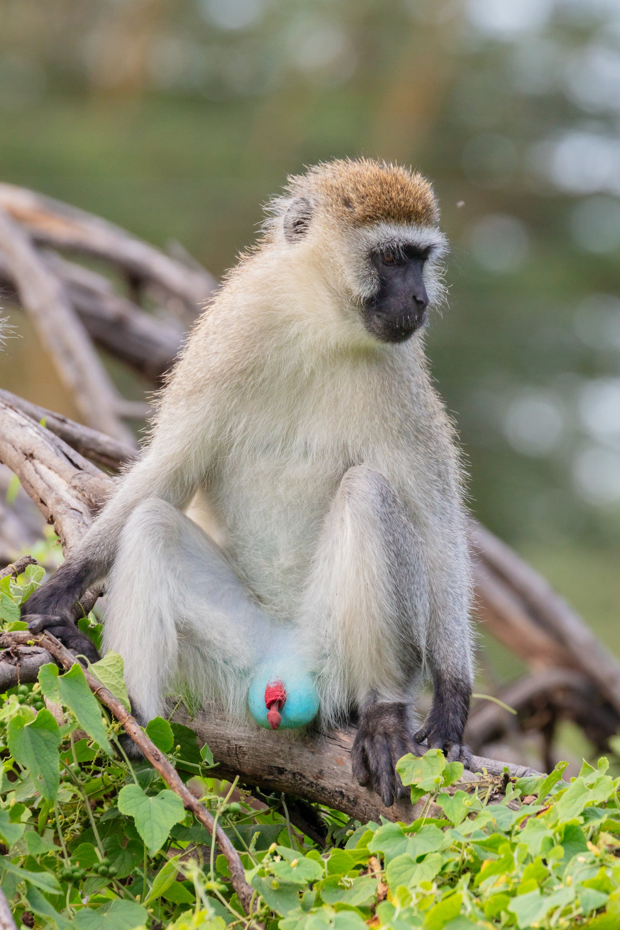 A vervet monkey with grey fur and a black face sitting on a stone wall in Saint Kitts