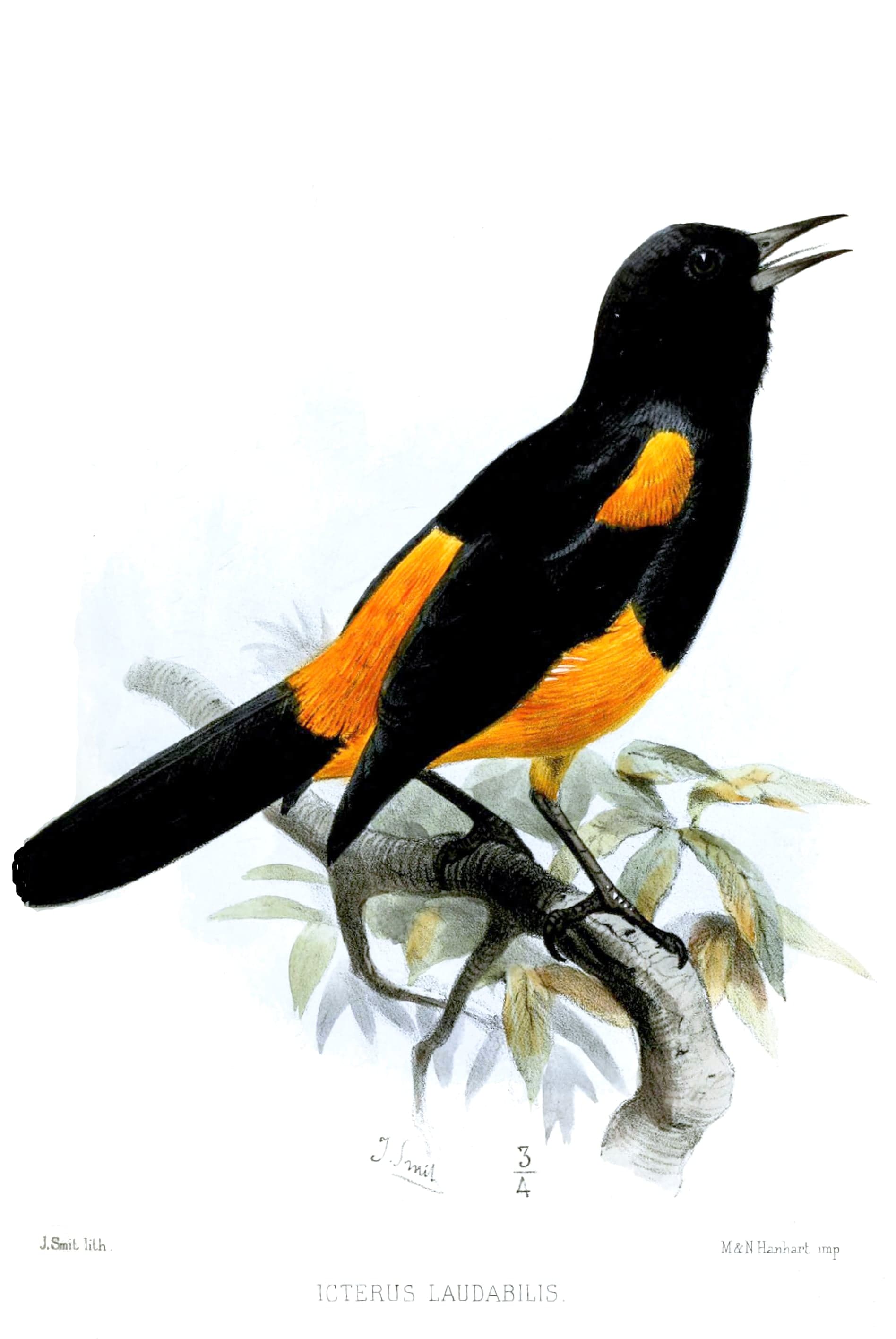 A black and orange oriole bird perched on a branch in Saint Lucia's tropical forest