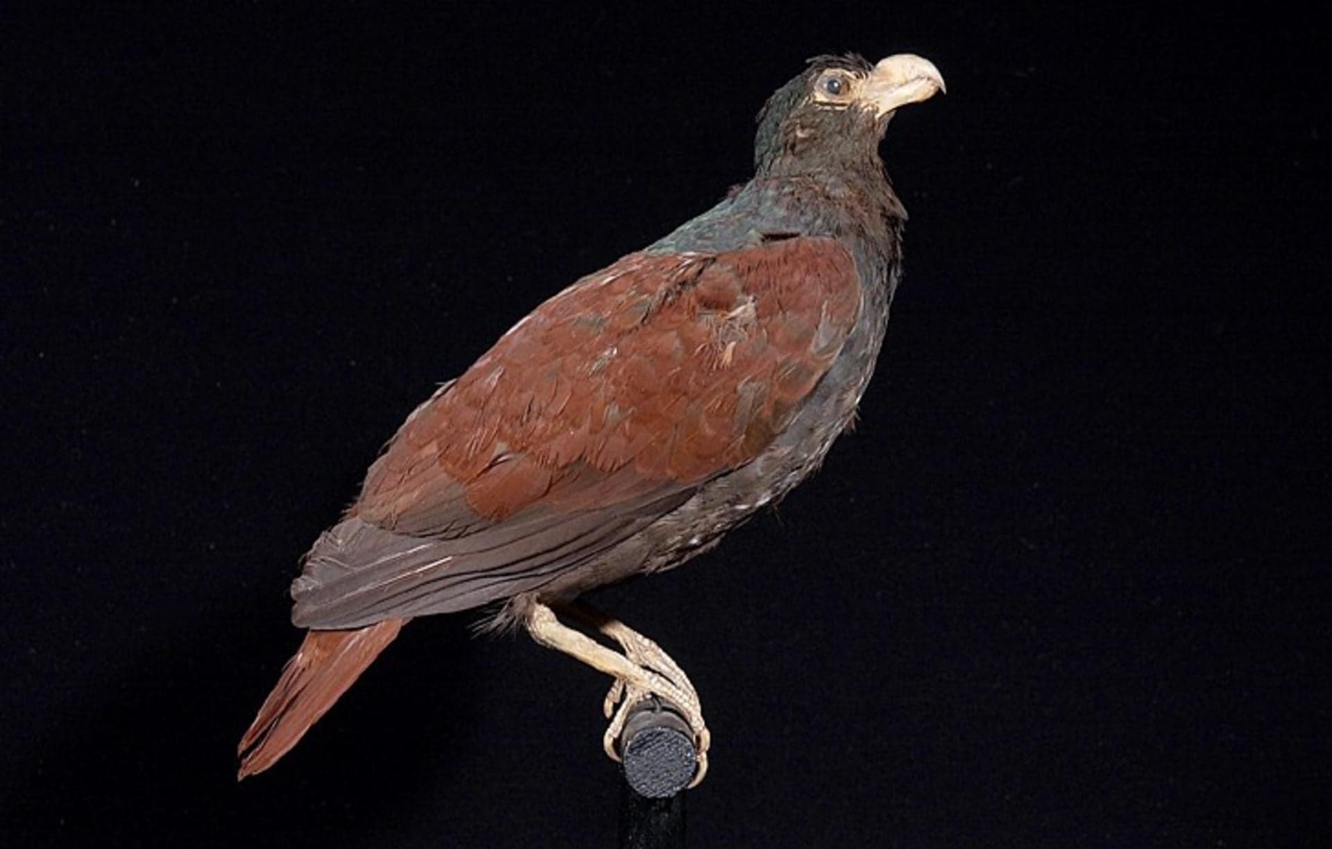 A plump blue-grey pigeon with a hooked beak perched on a branch