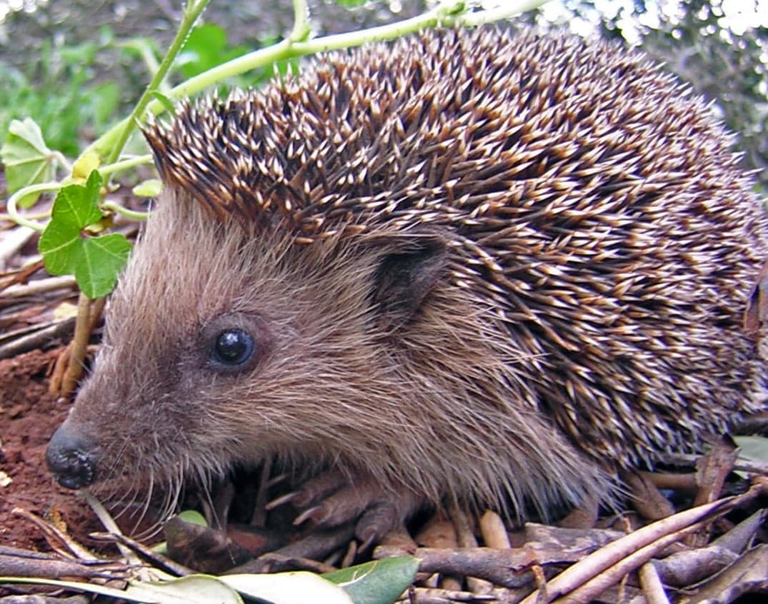 A hedgehog curled up showing its spiny back, with a small snout visible