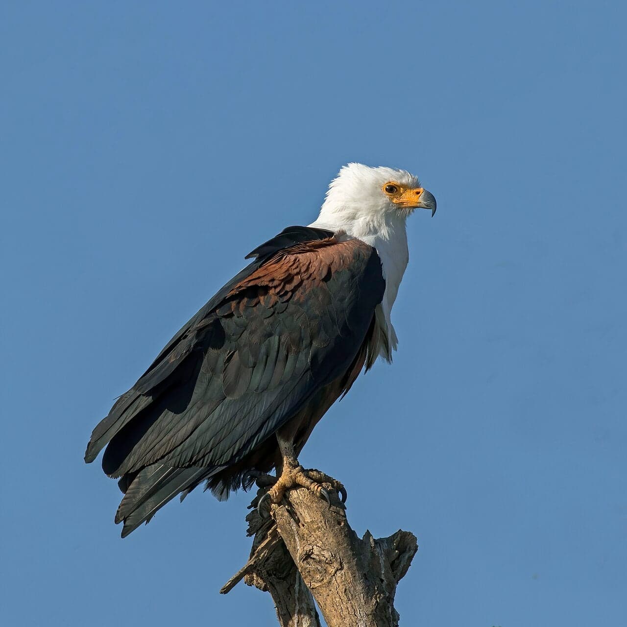 An African fish eagle with white head and chest perched on a branch