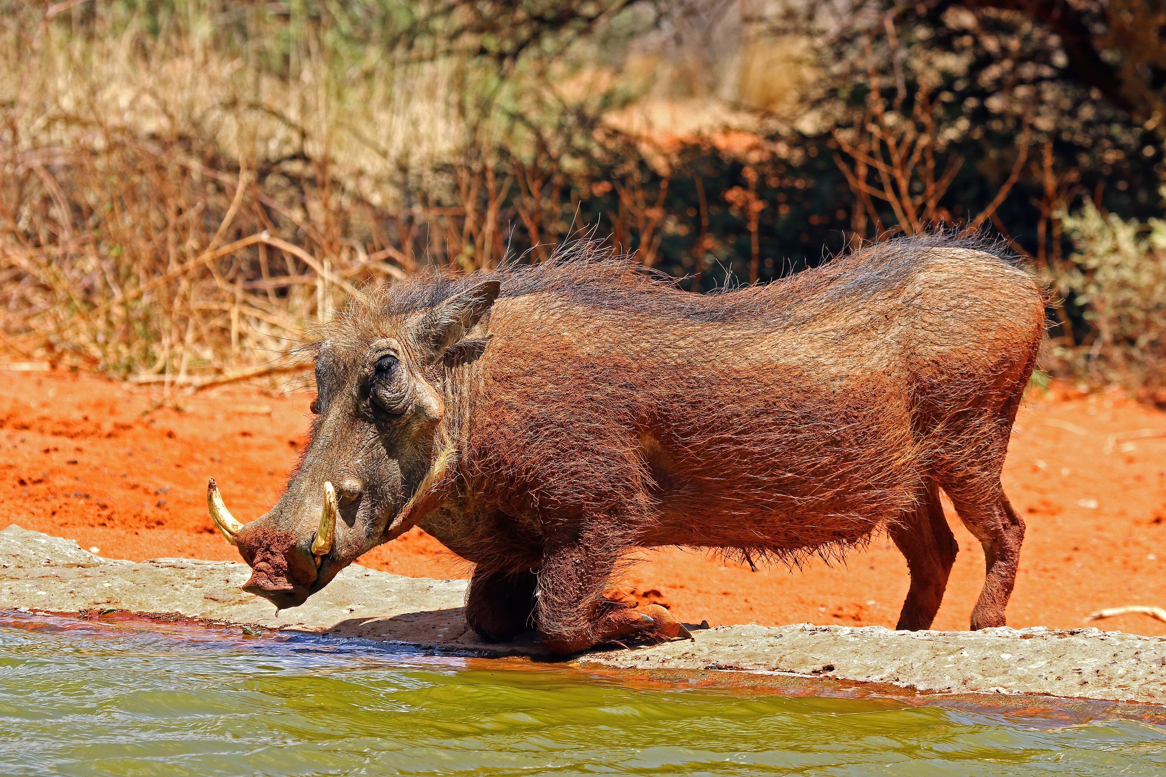 A warthog walking through dry savannah grass with its tail up