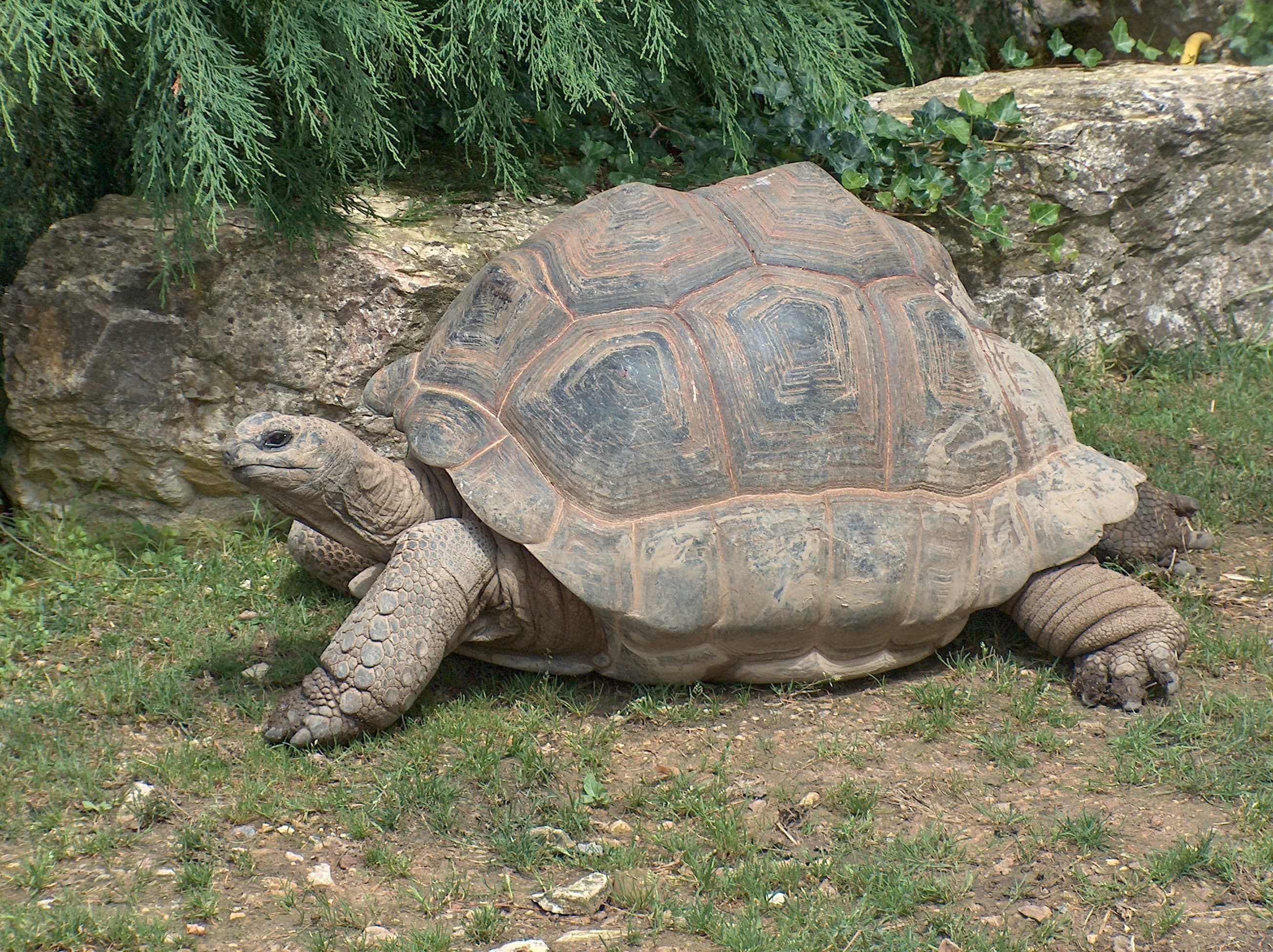 A large Aldabra giant tortoise walking slowly across green grass